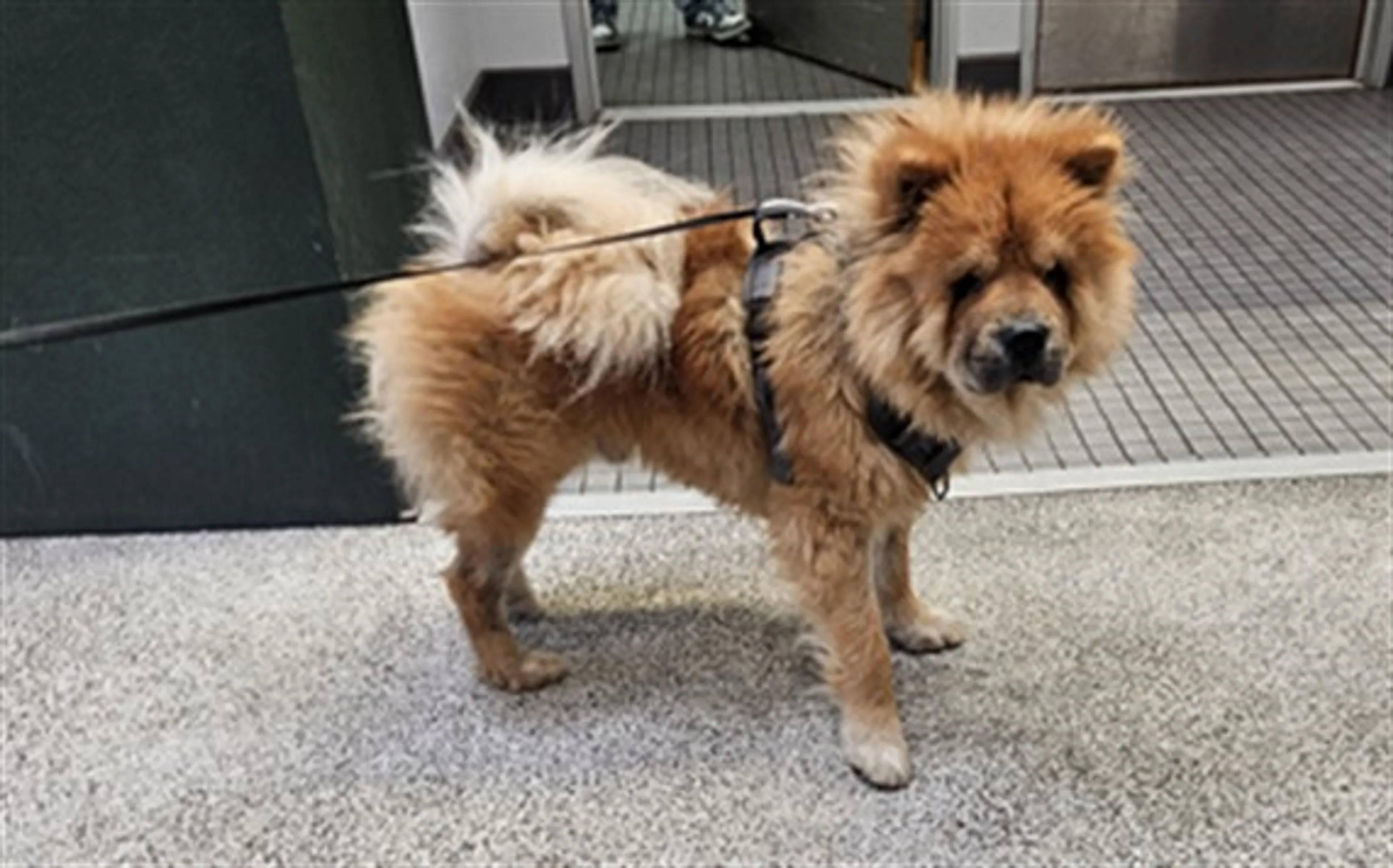 Found pet