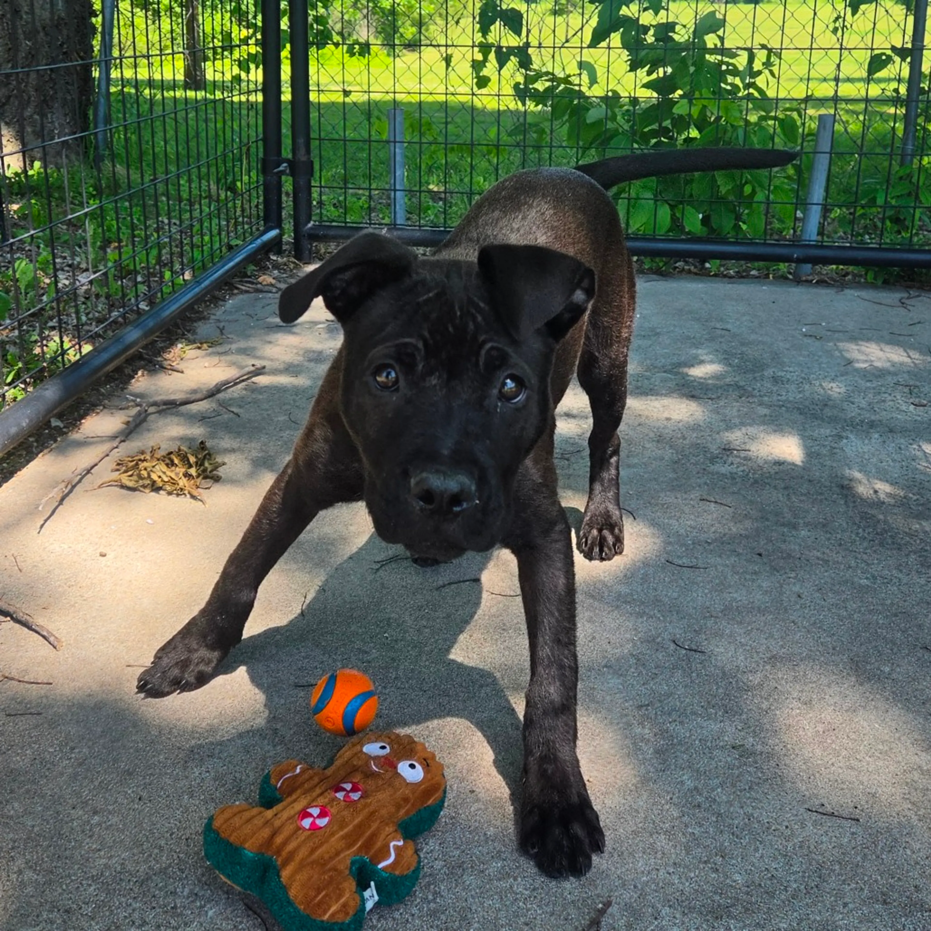 Found pet-3