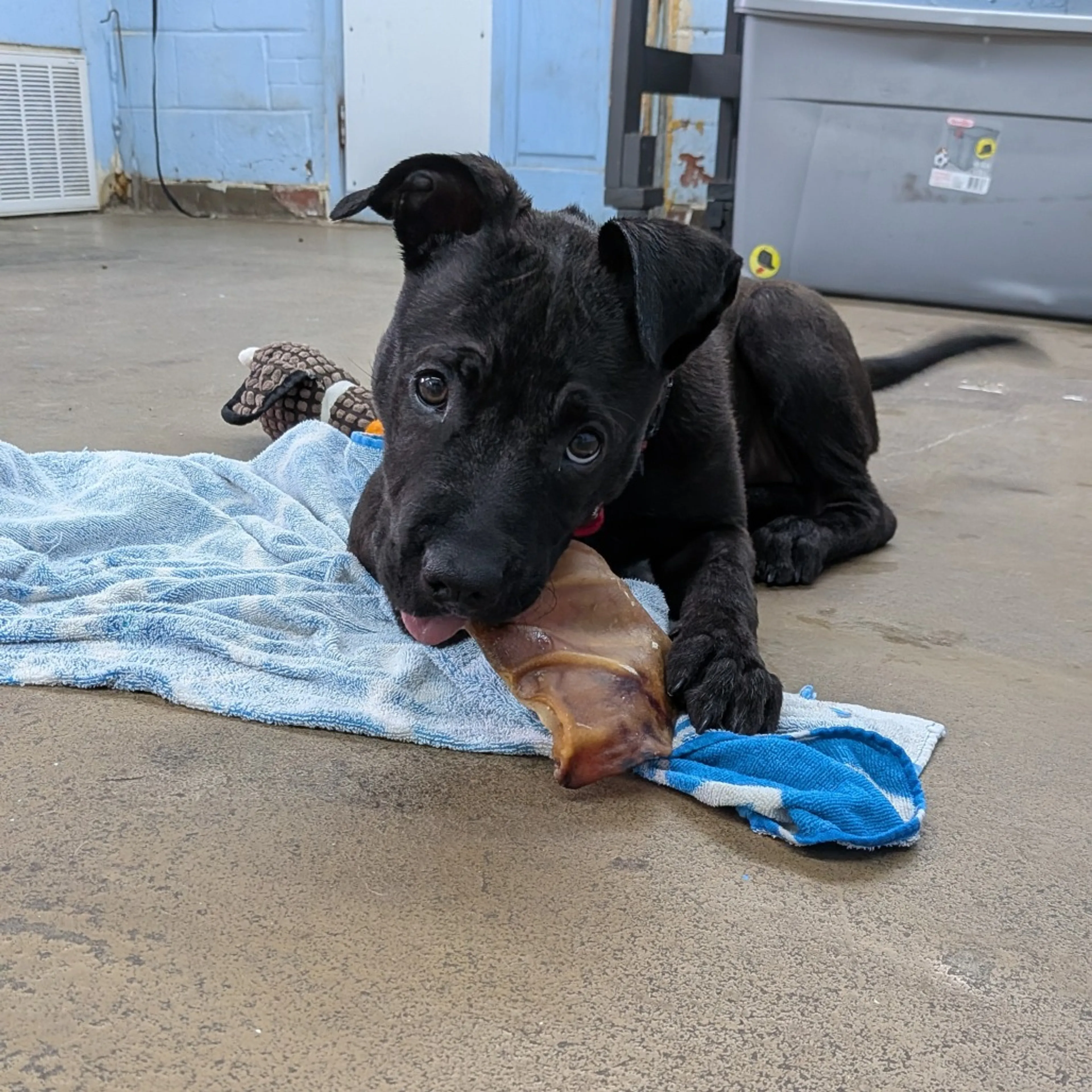 Found pet-8
