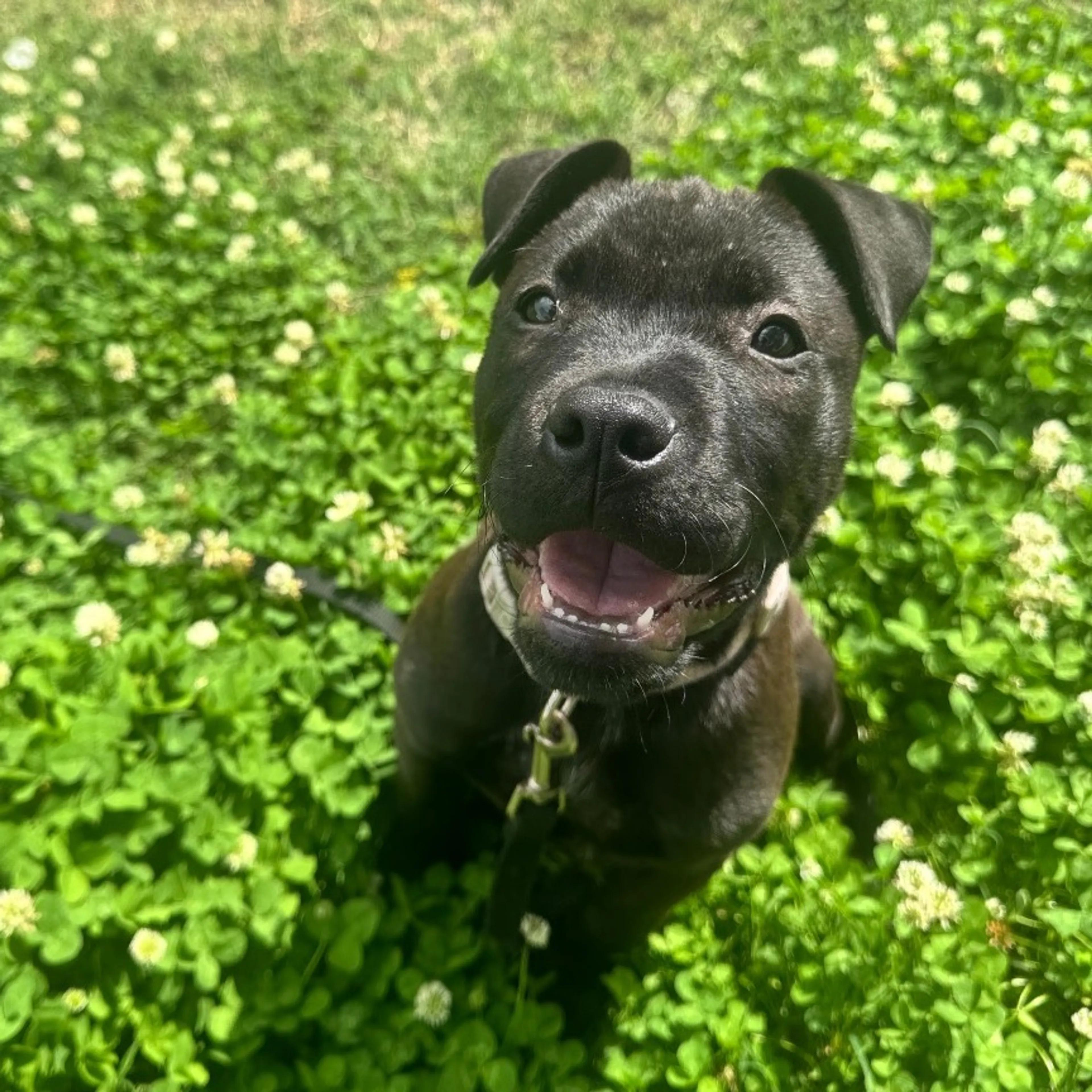 Found pet-1