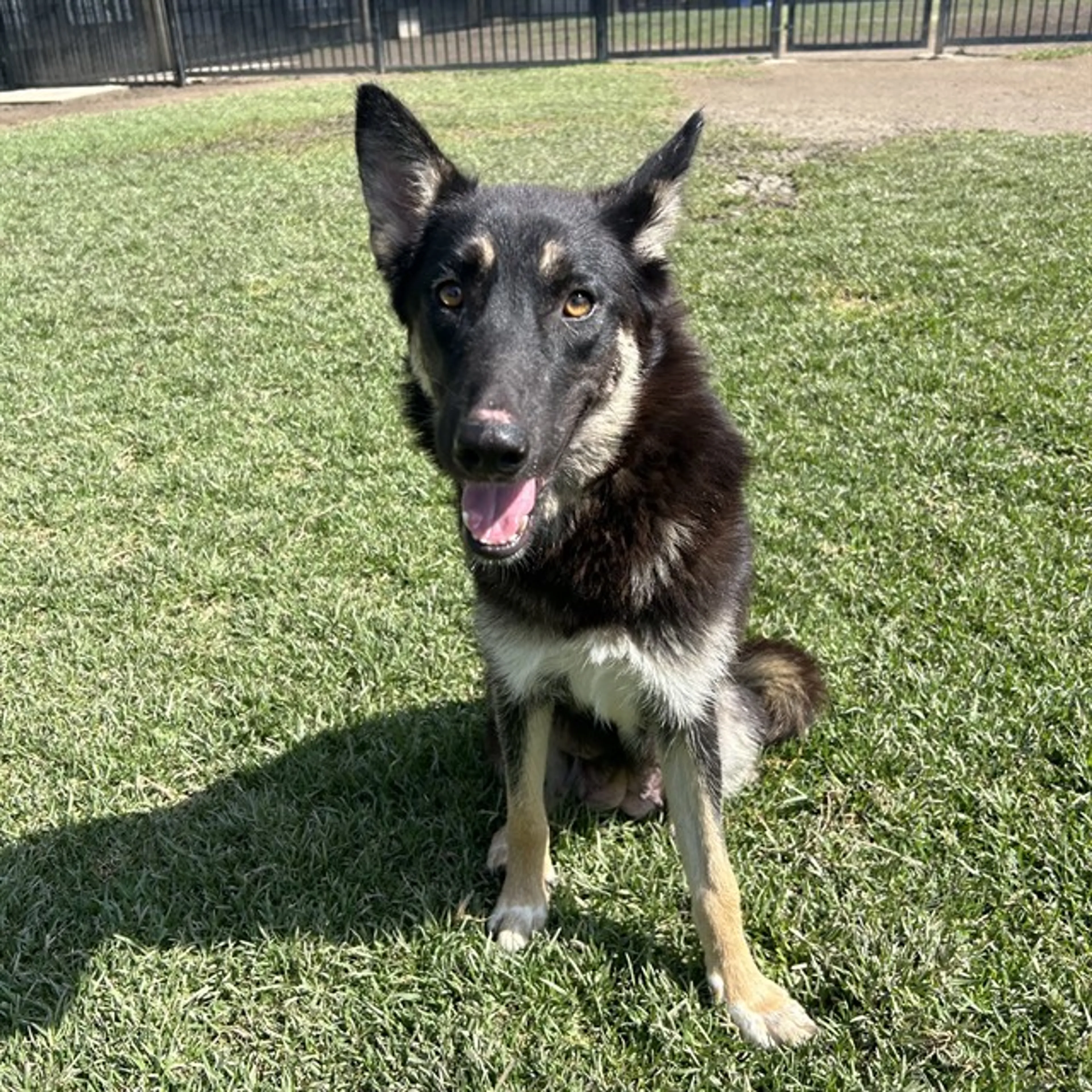 Found pet