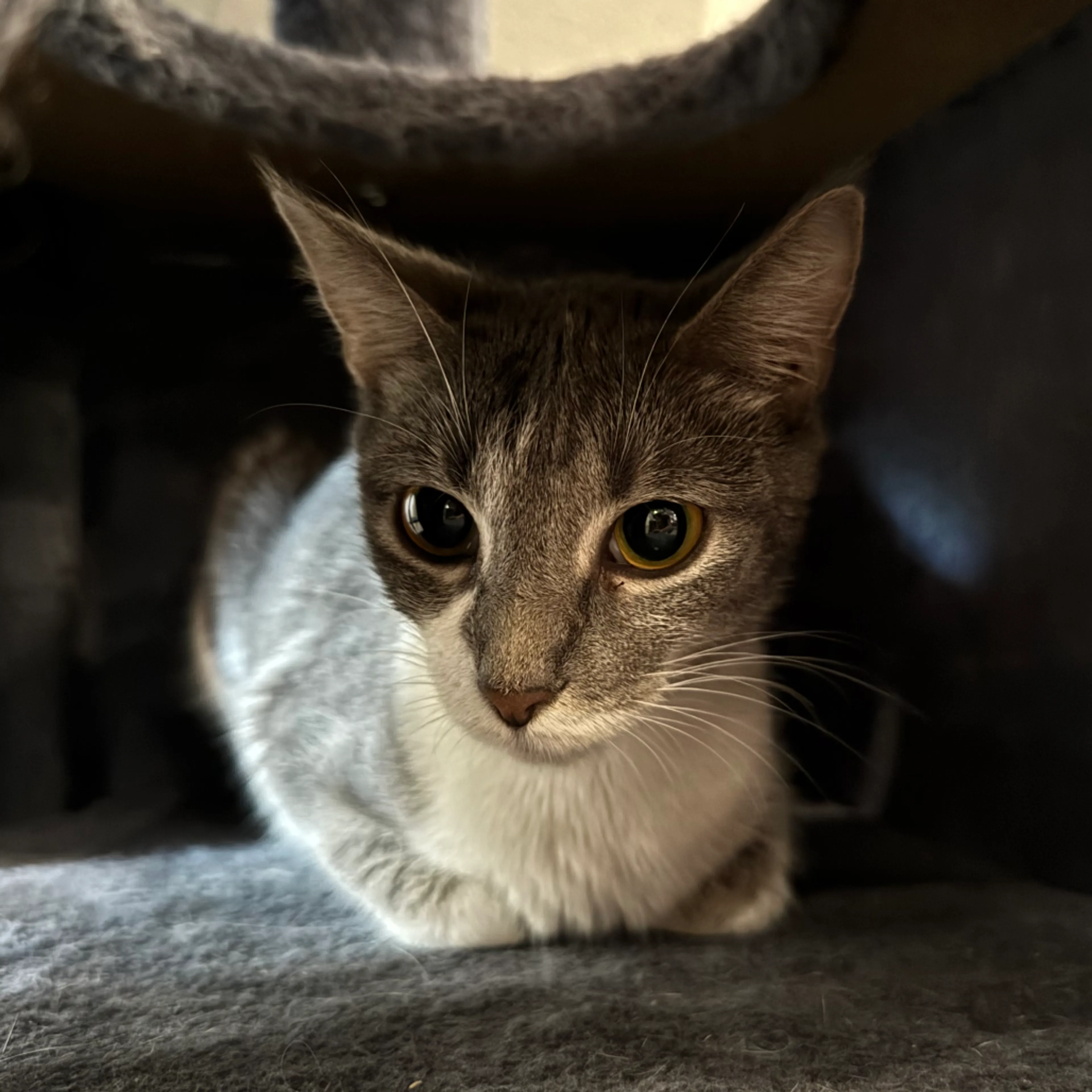 Found pet-4