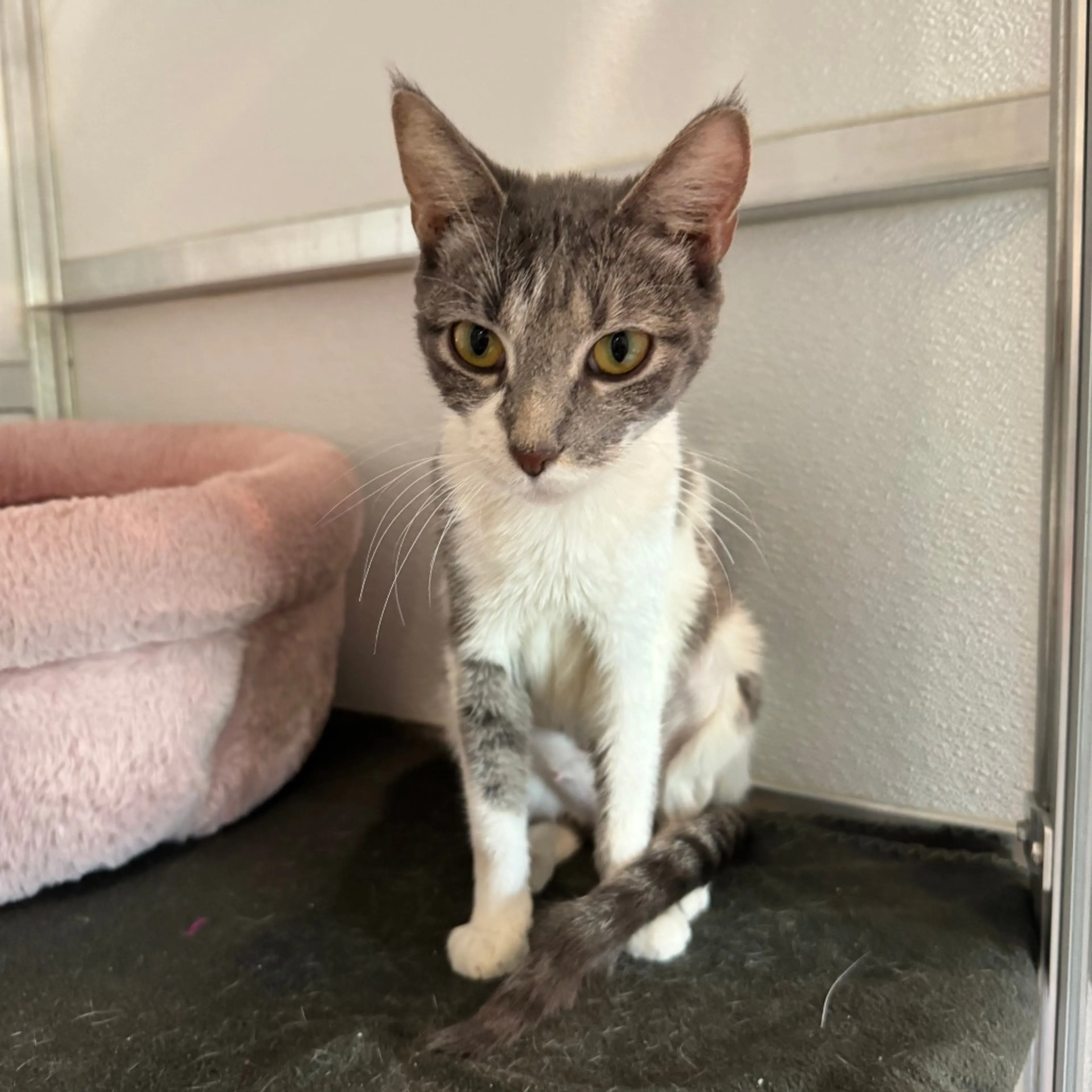 Found pet-5