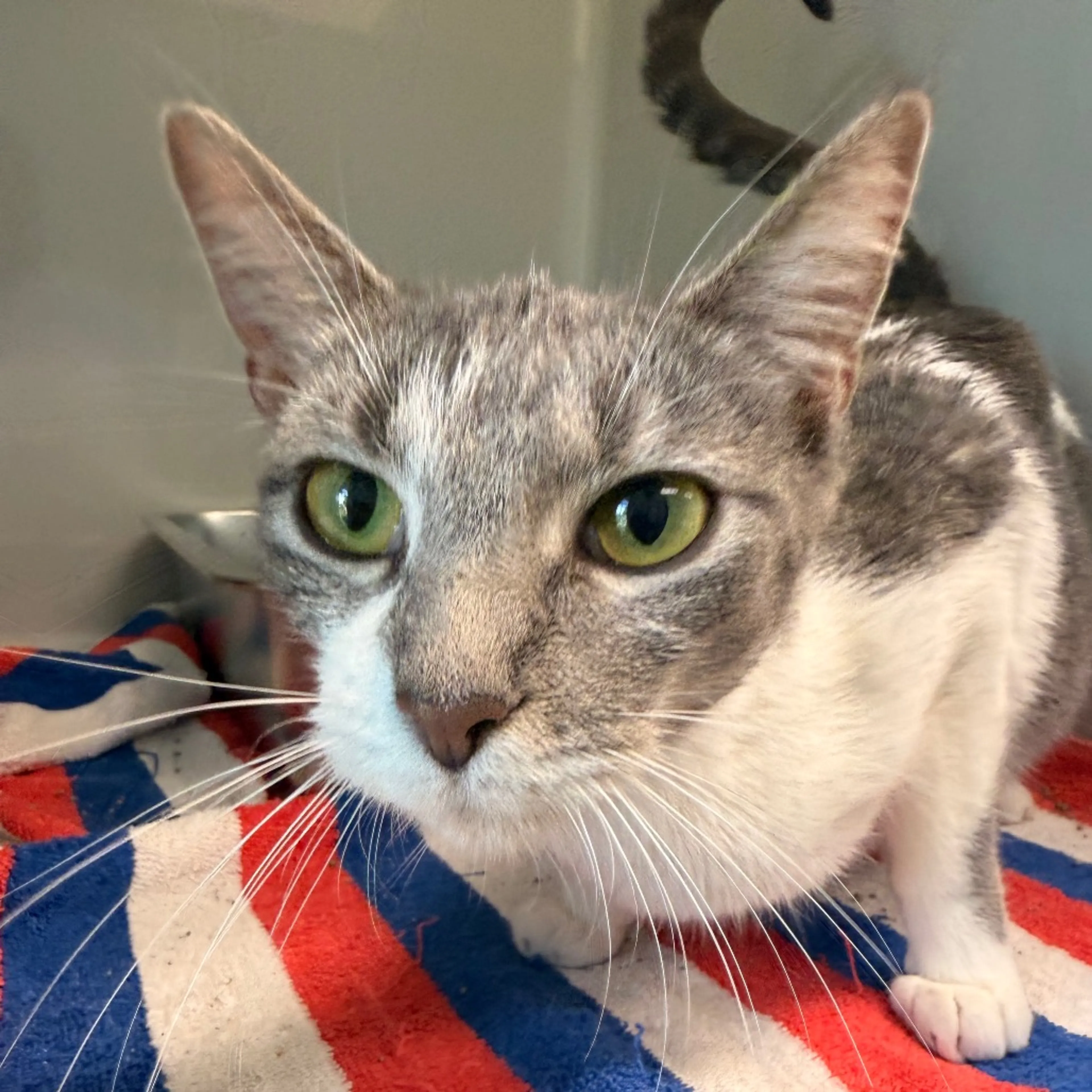 Found pet-2