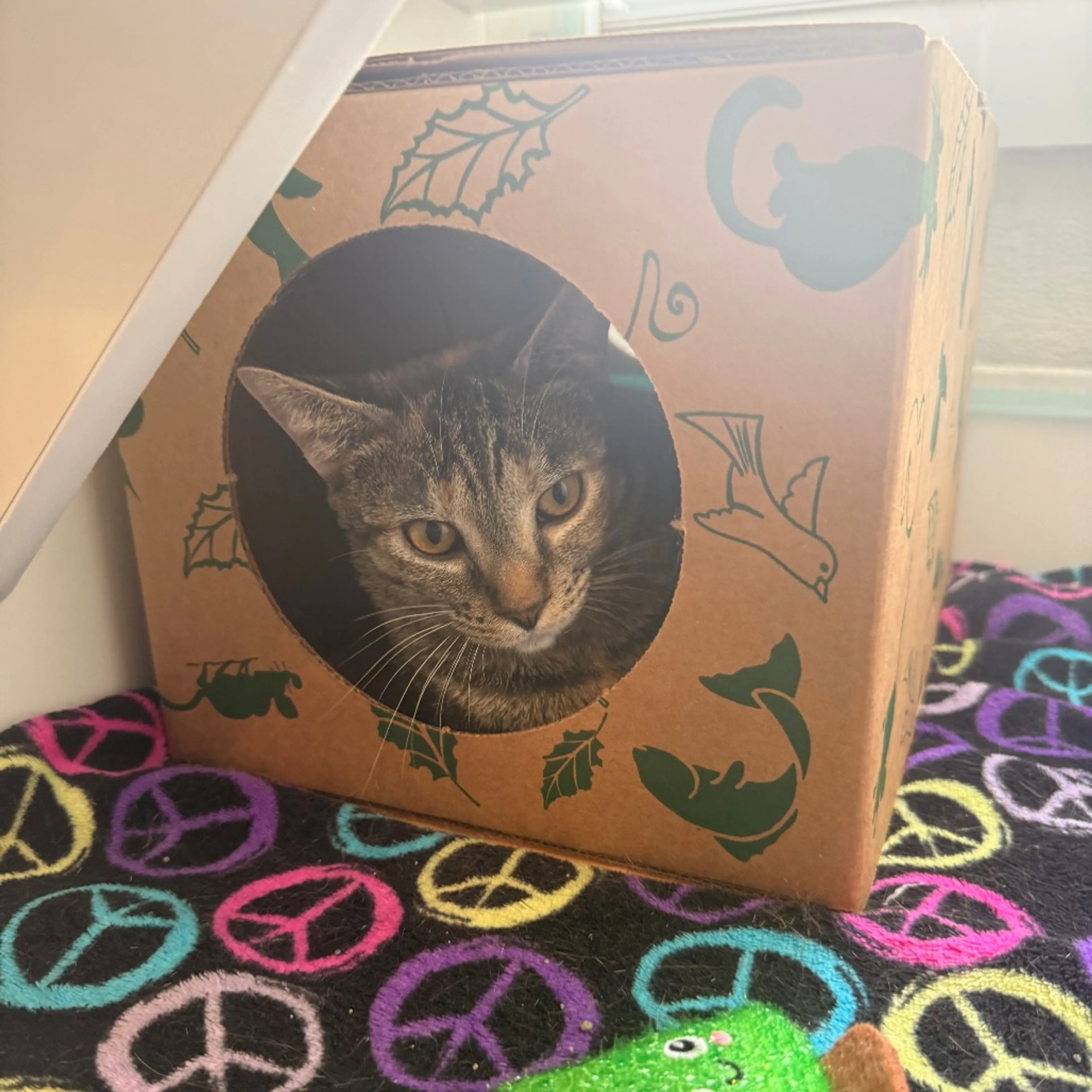 Found pet-4