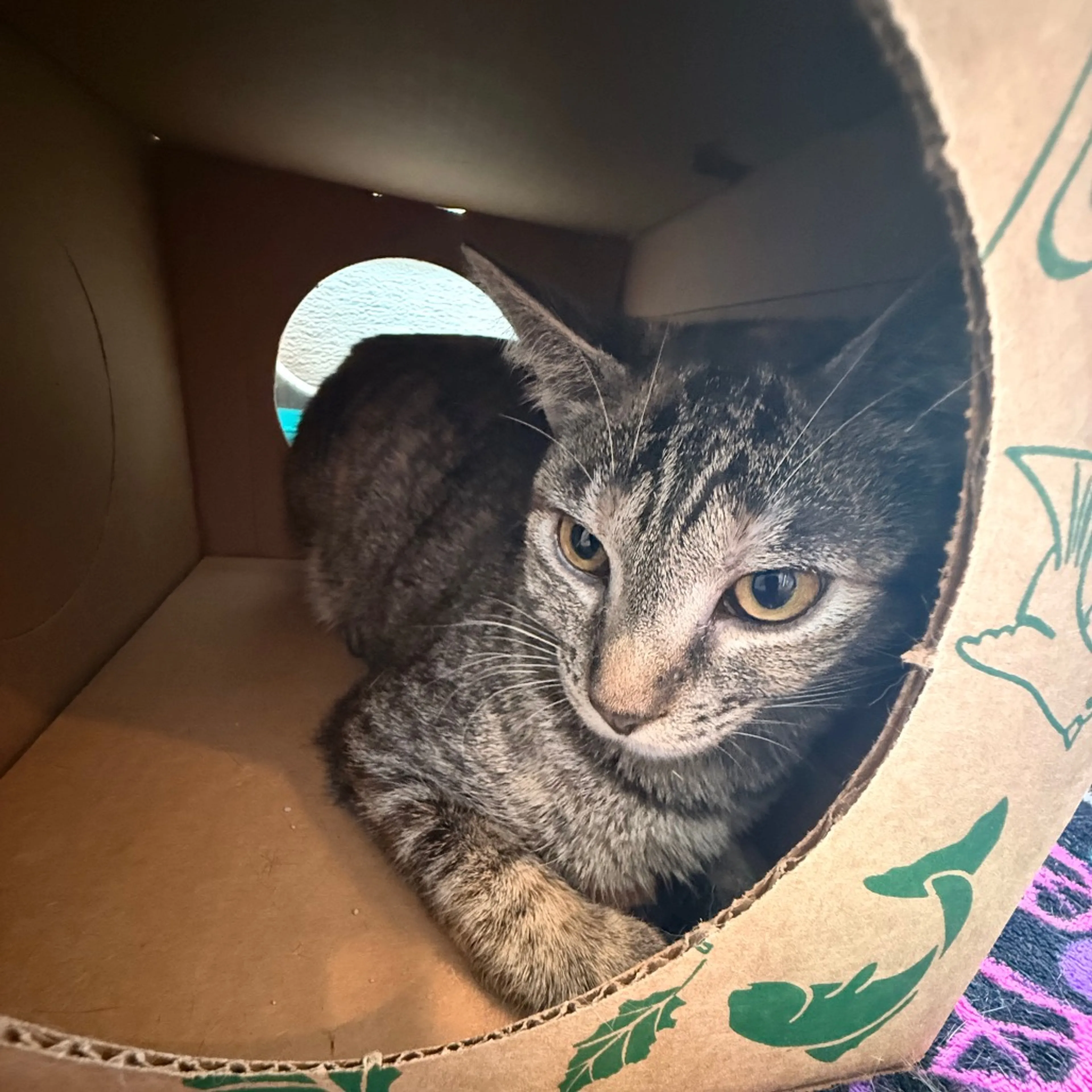 Found pet-5