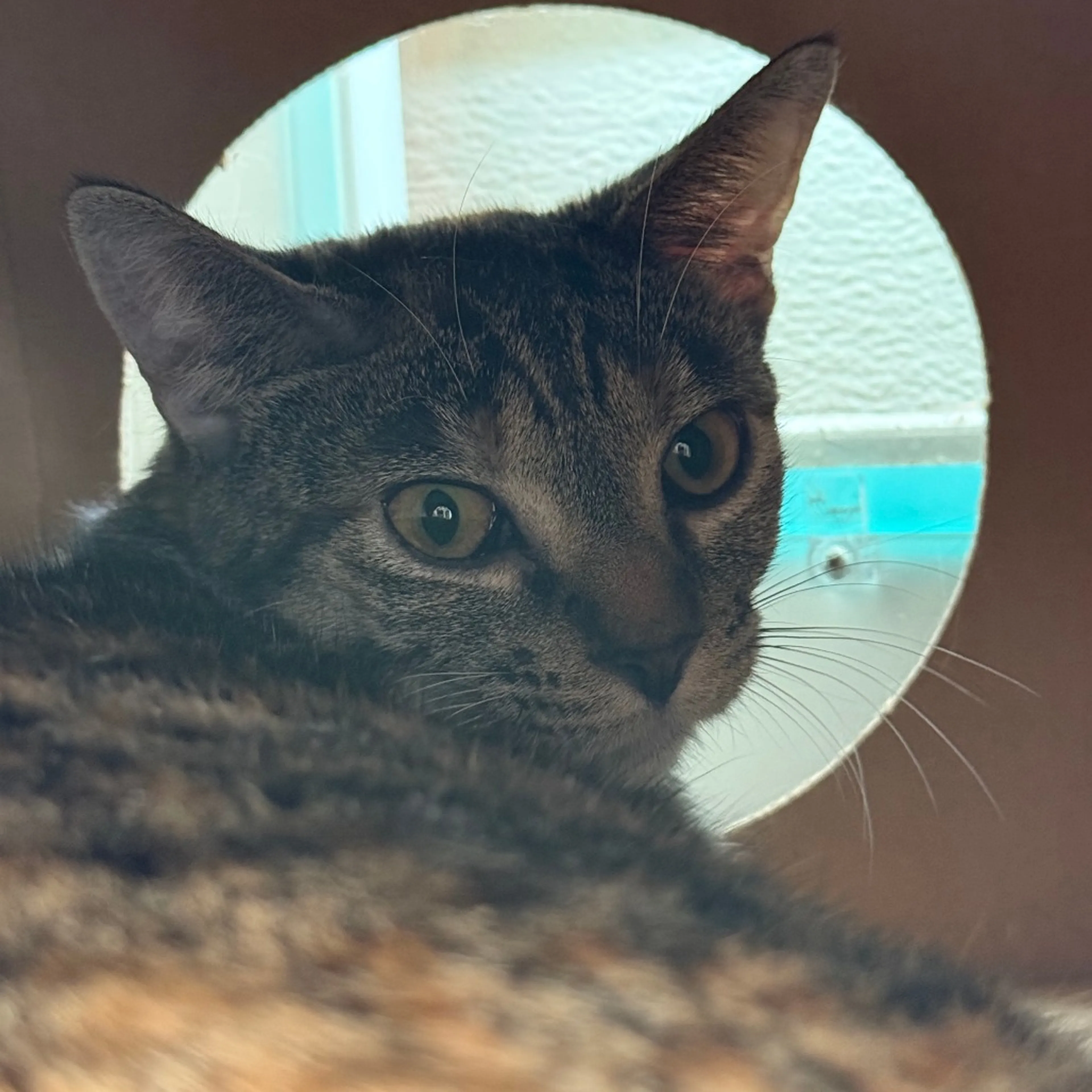 Found pet-1