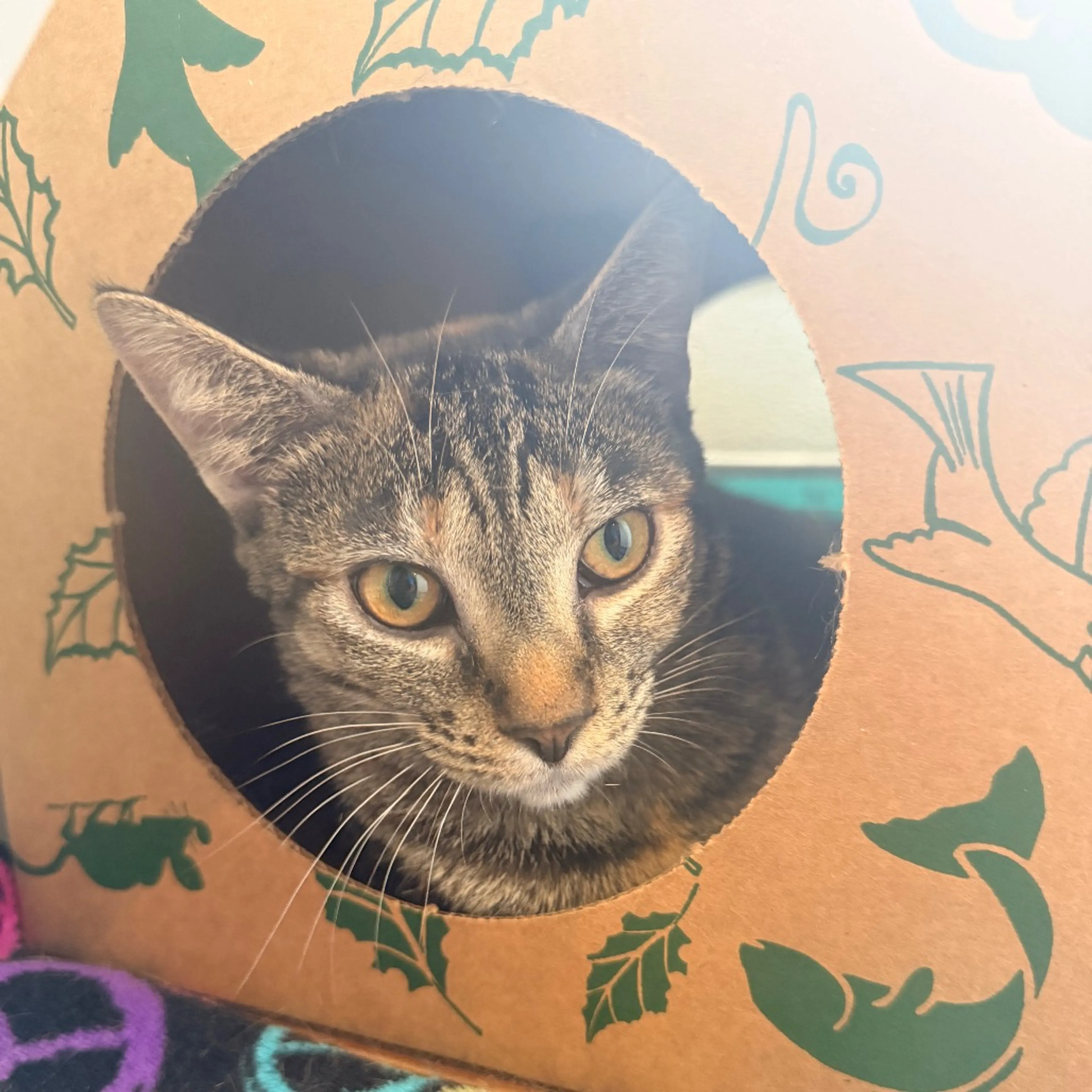 Found pet-2