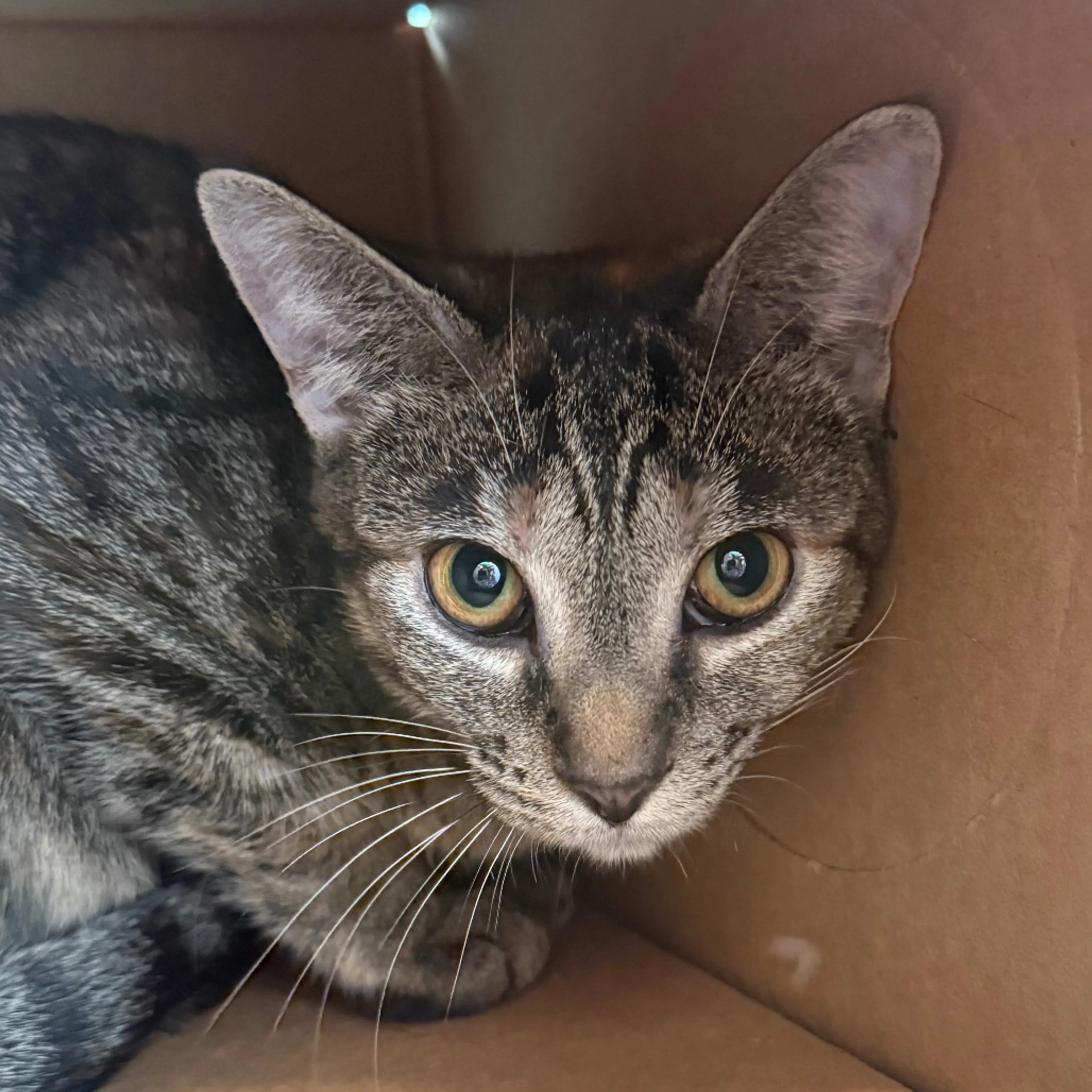 Found pet-3