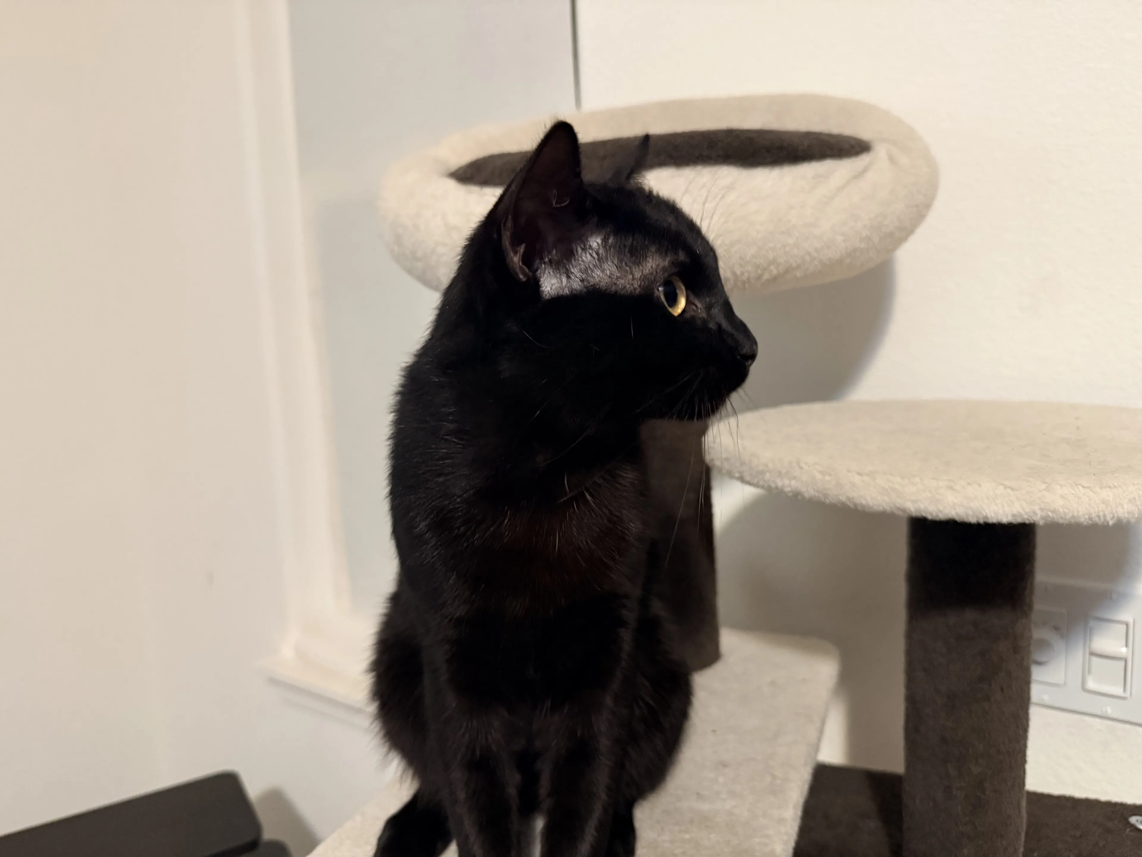 Lost pet-1