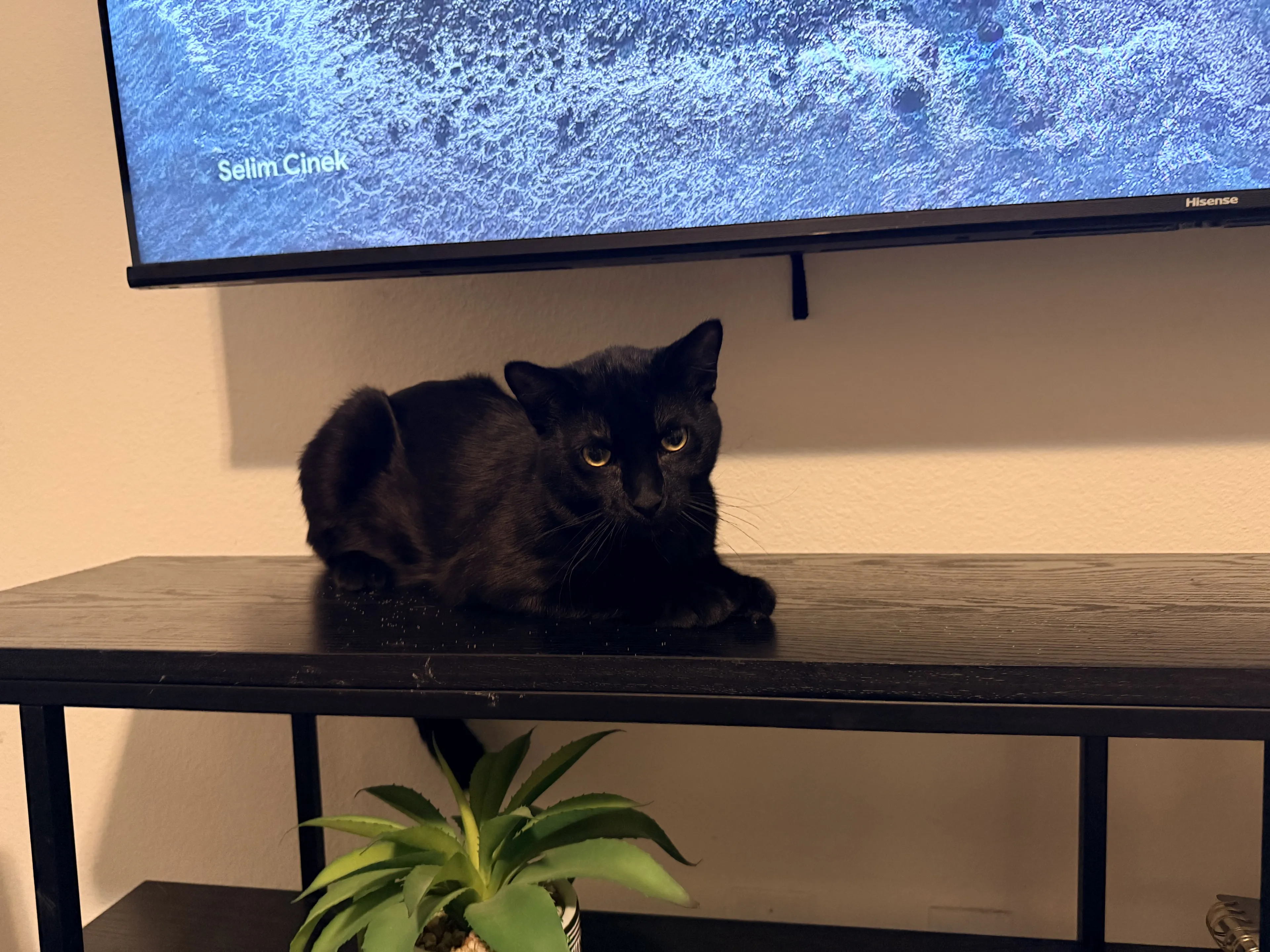 Lost pet-2