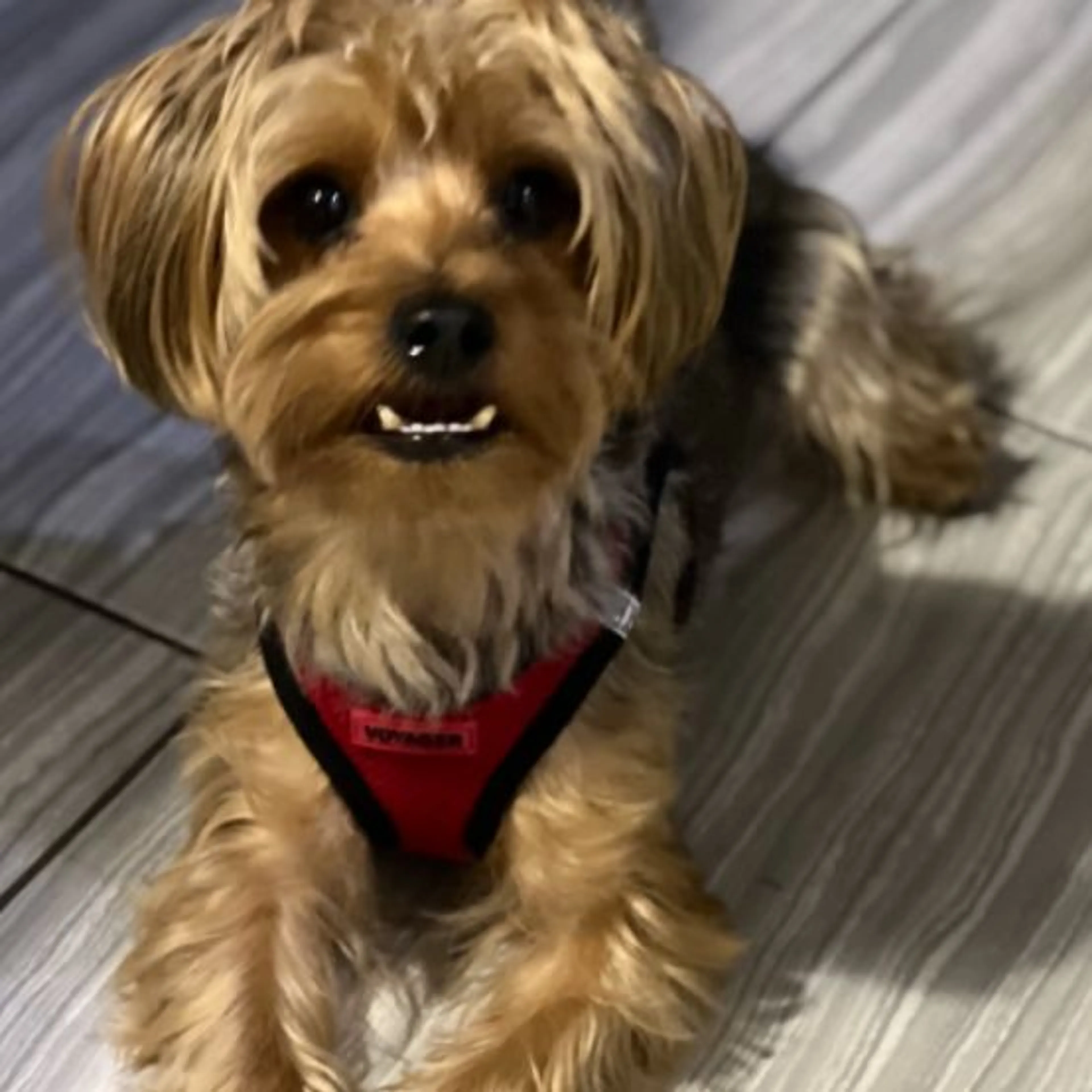 Lost pet