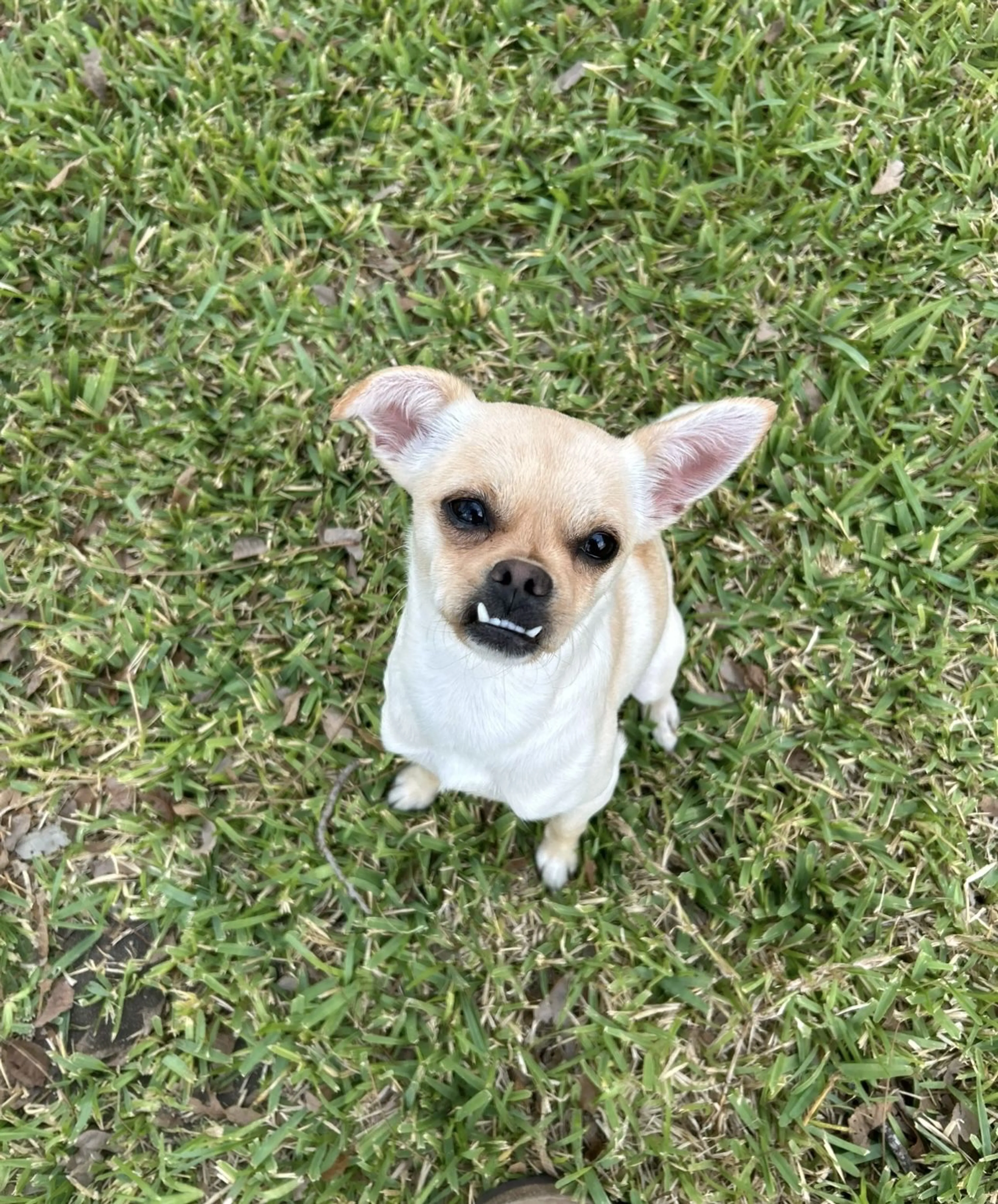 Lost pet-0