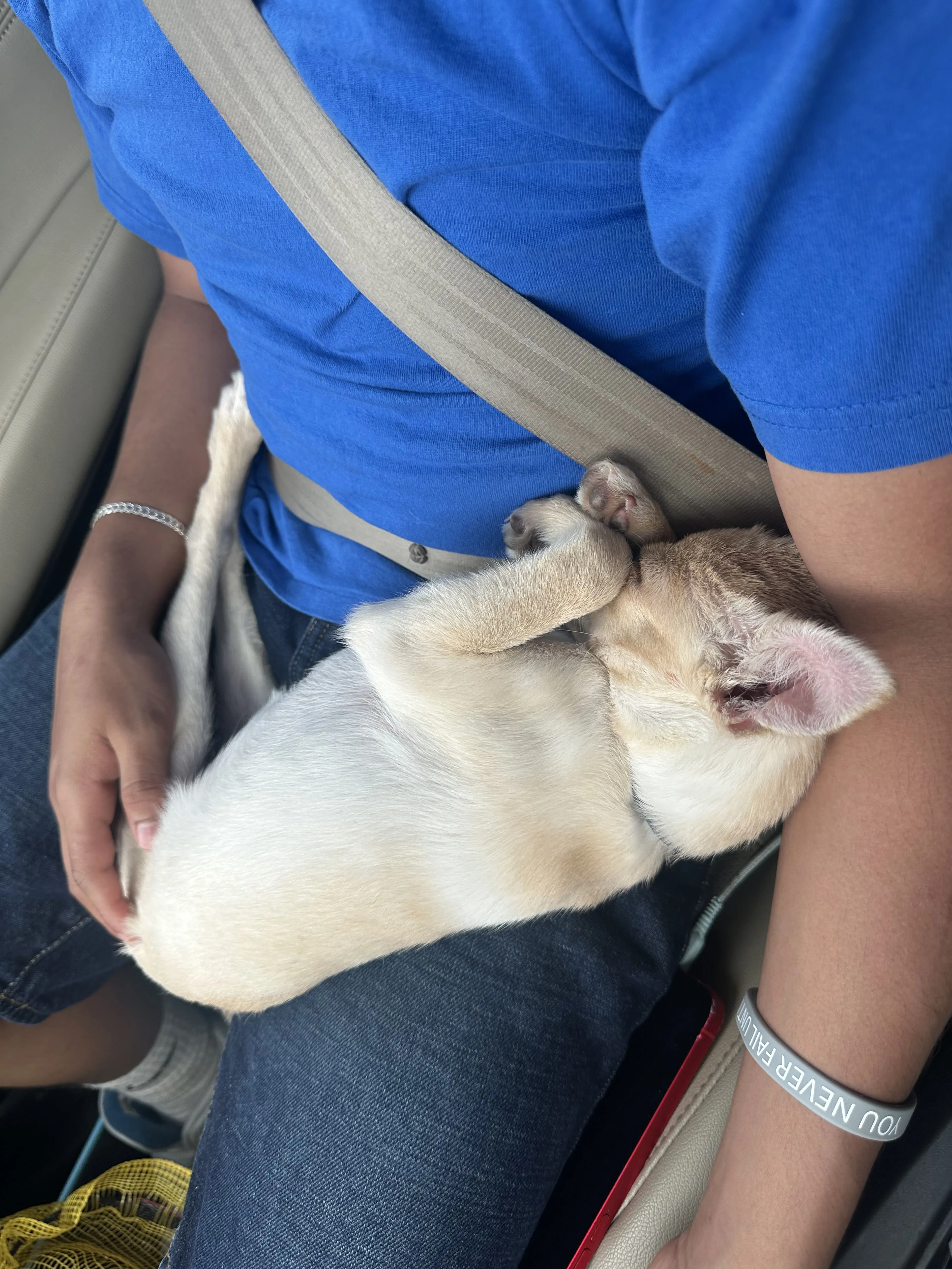 Lost pet-1