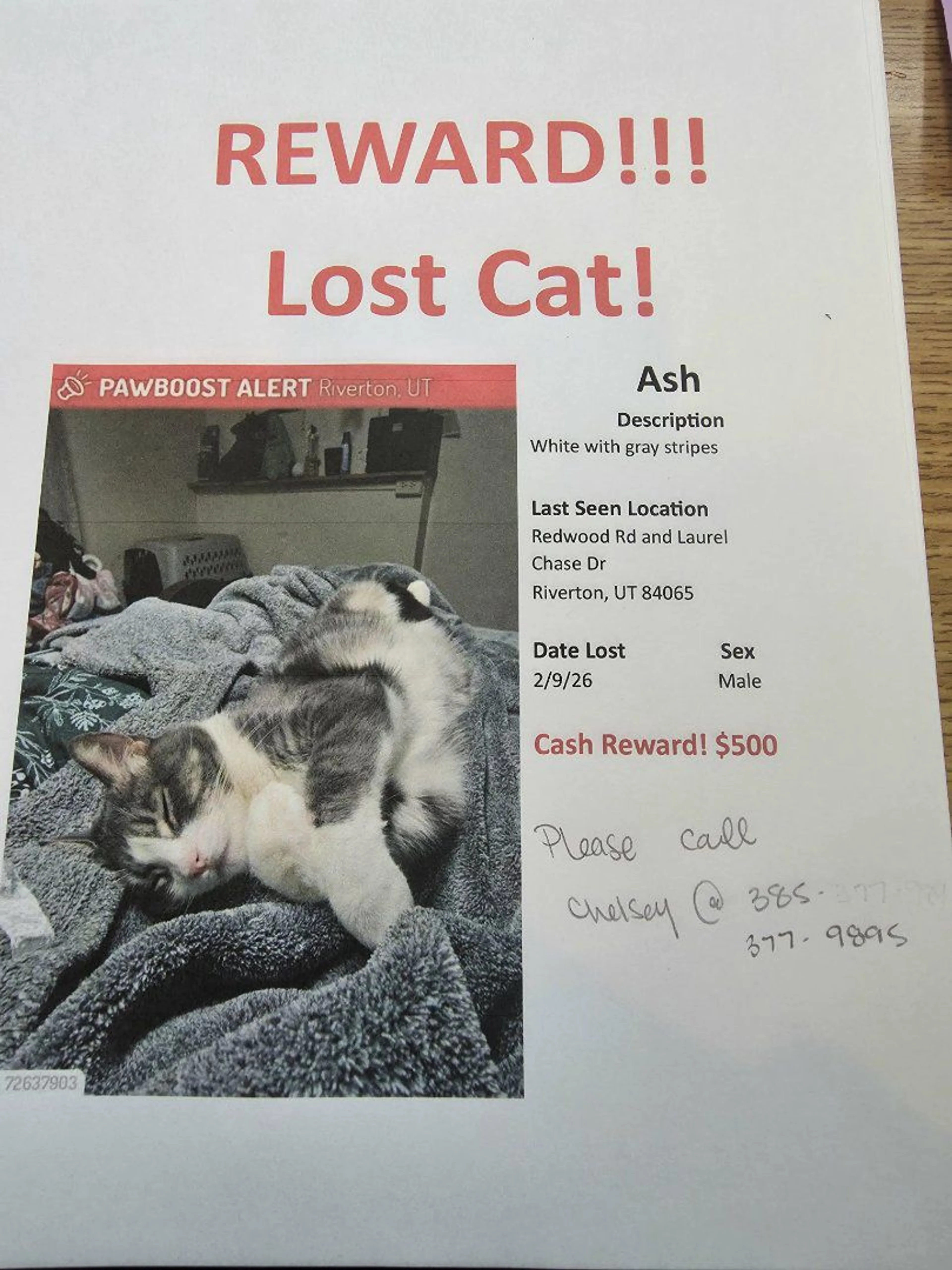 Lost pet