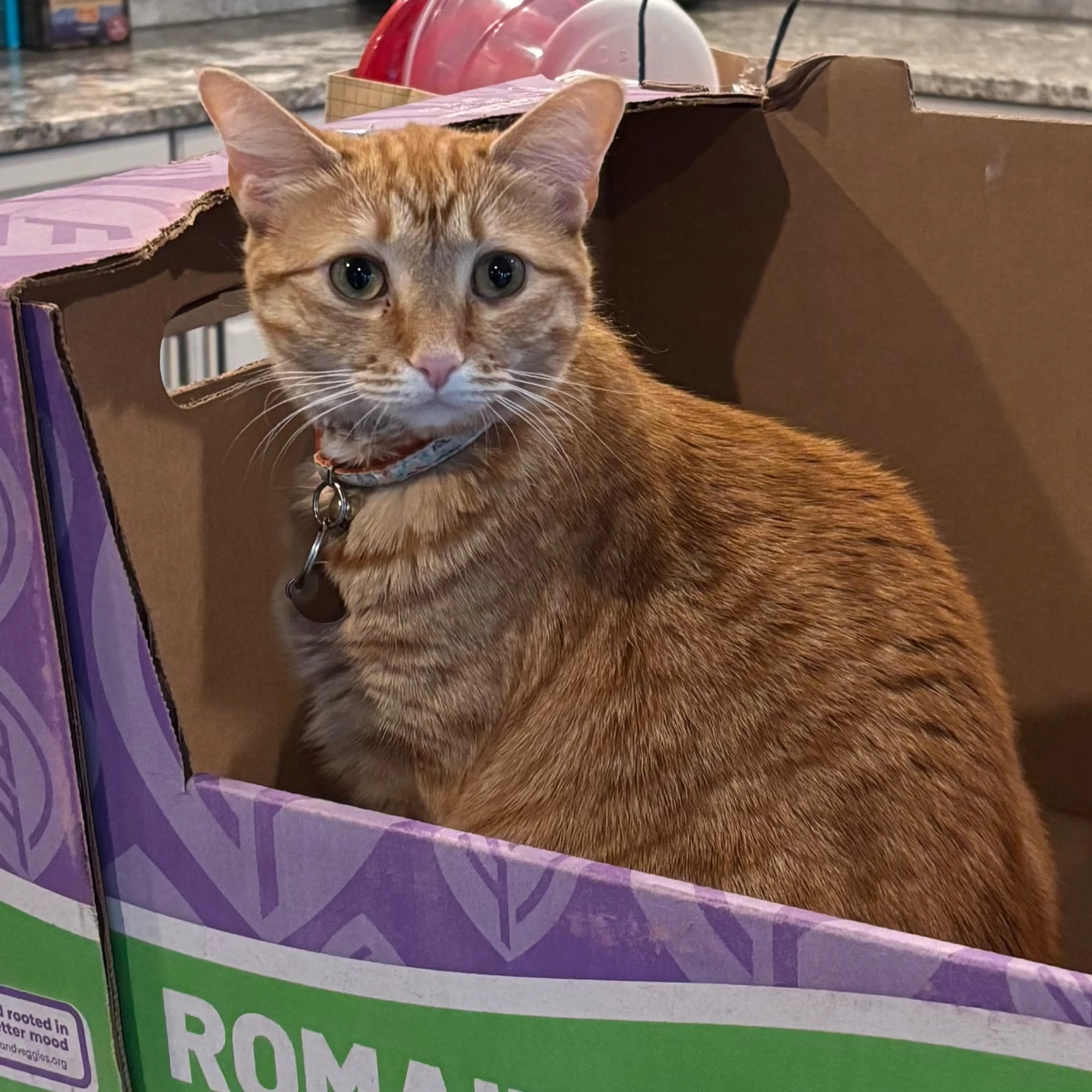 Lost pet-1