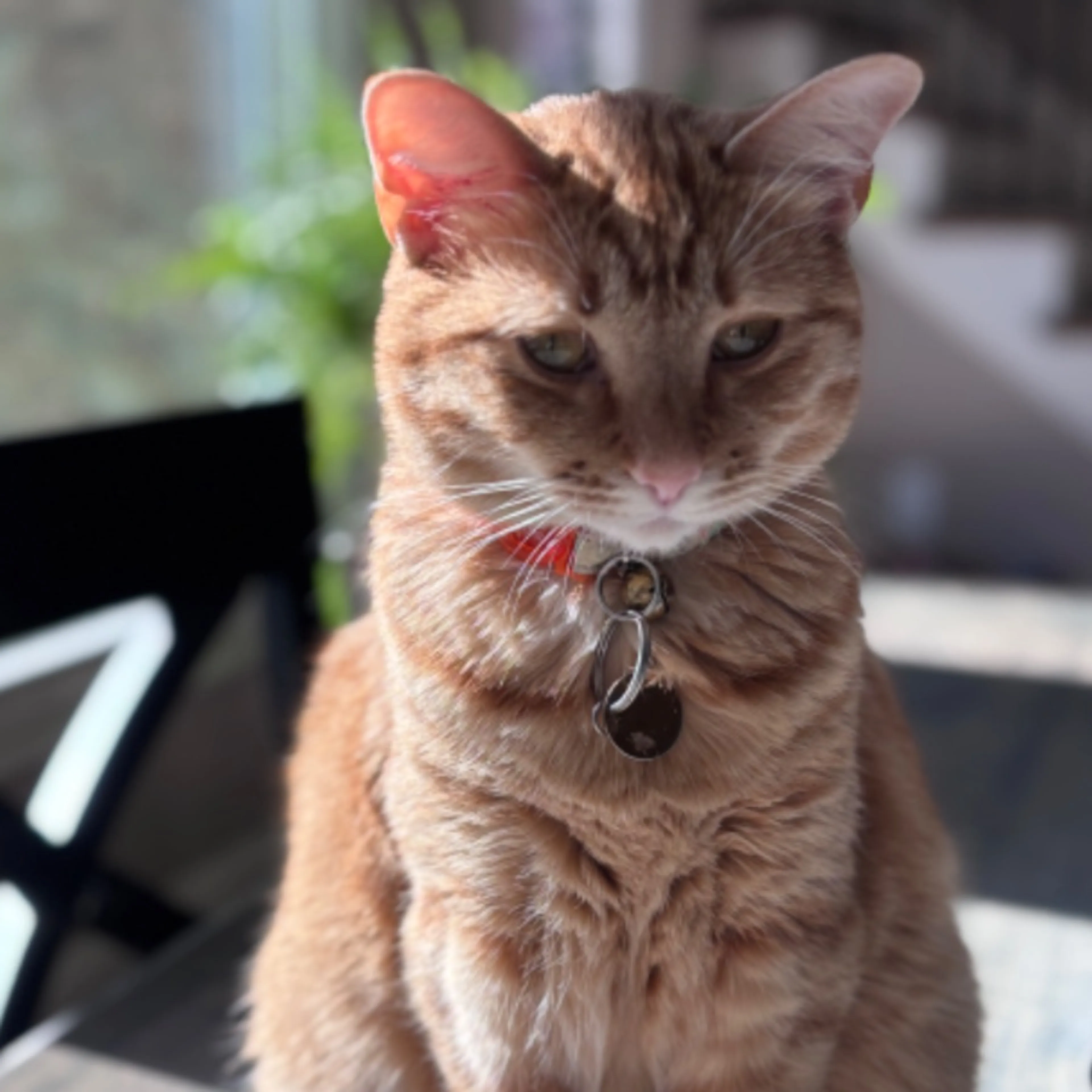 Lost pet-0