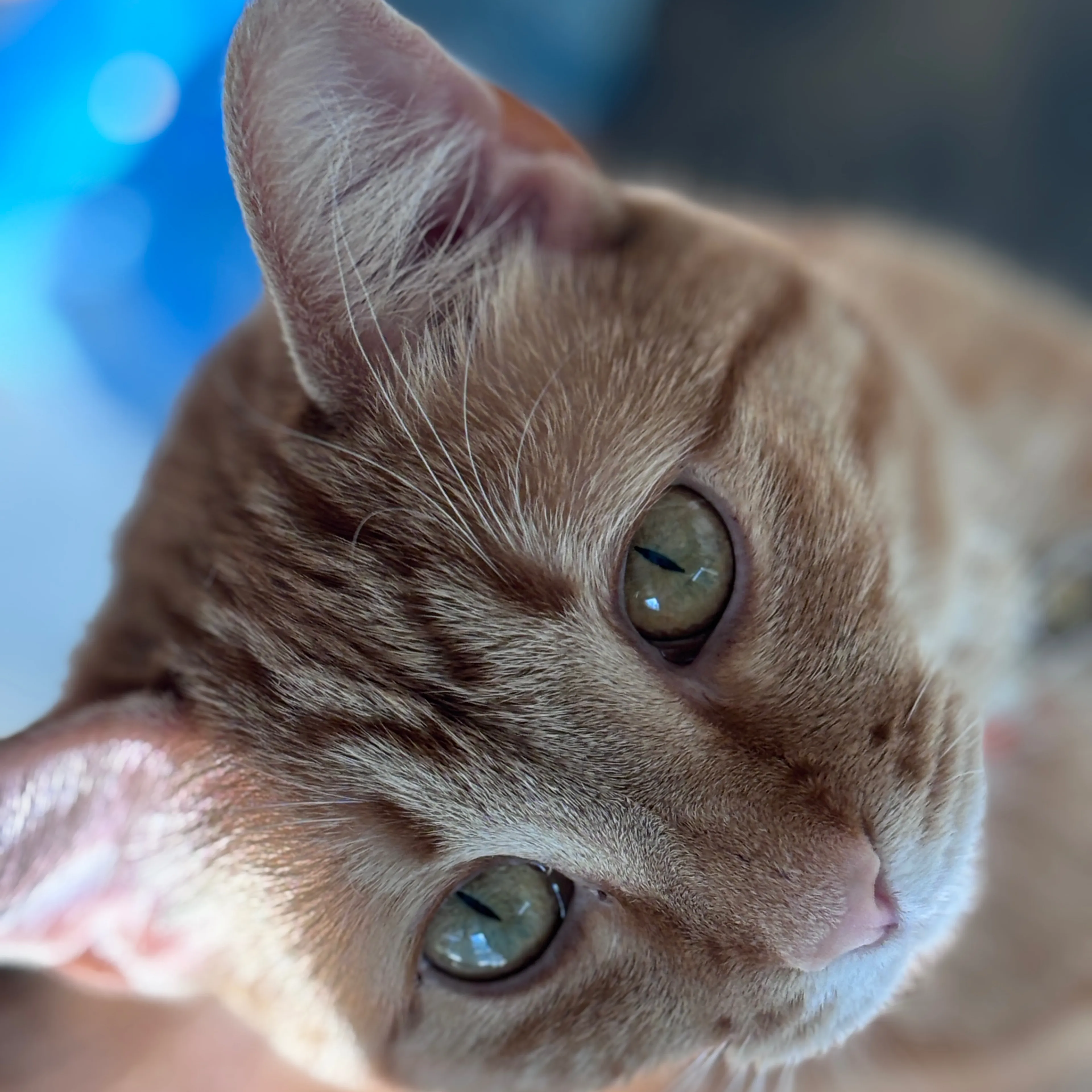 Lost pet-2
