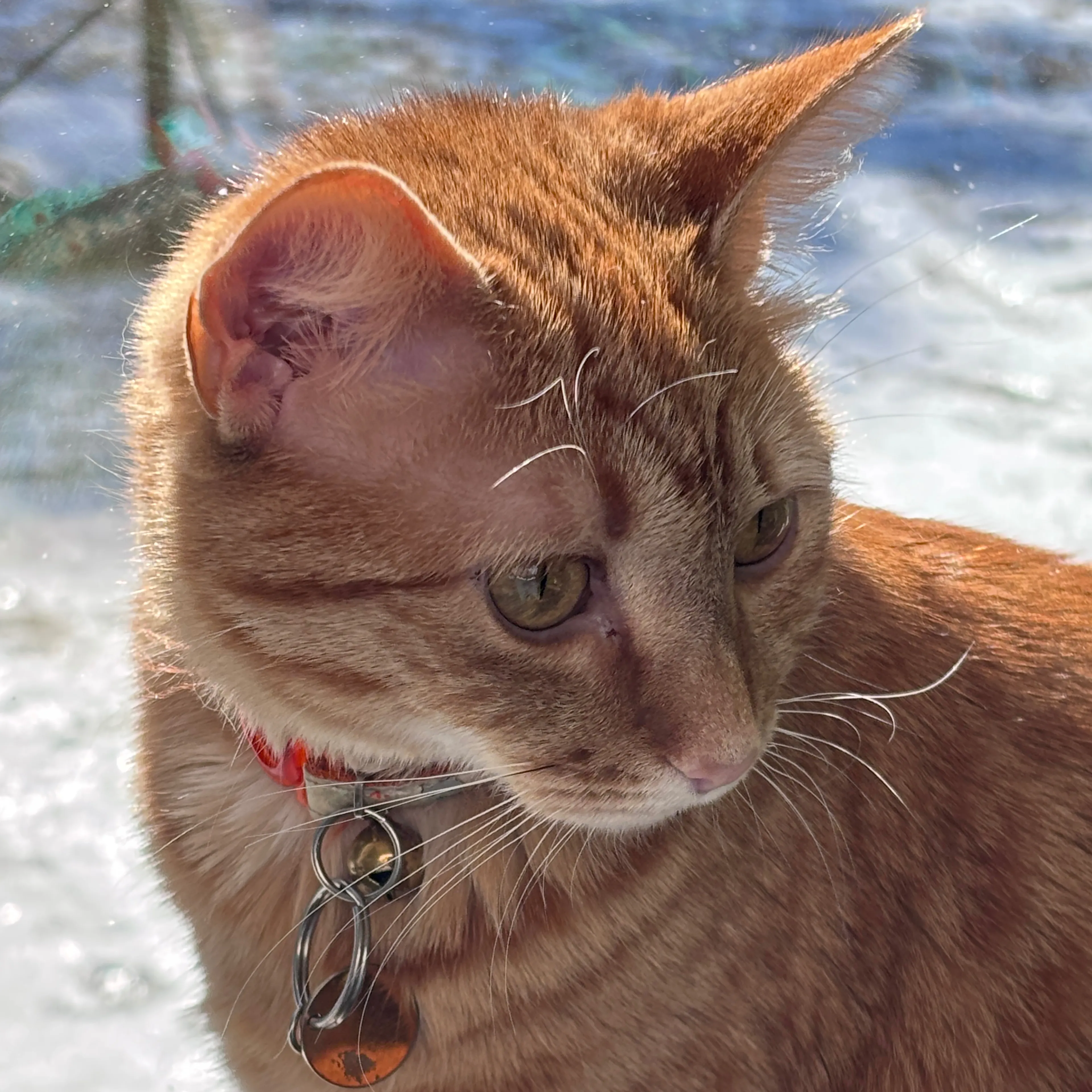 Lost pet-3