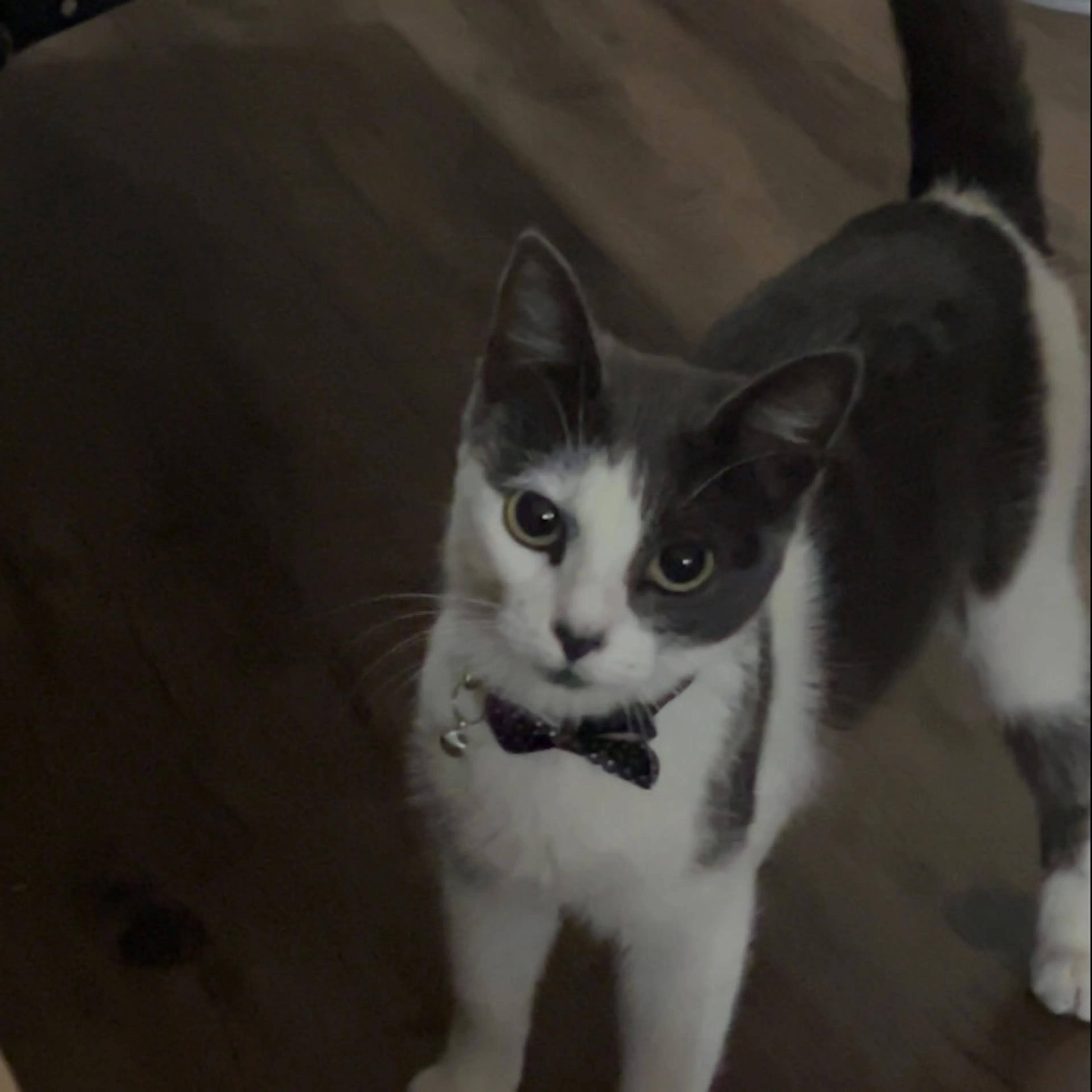 Lost pet