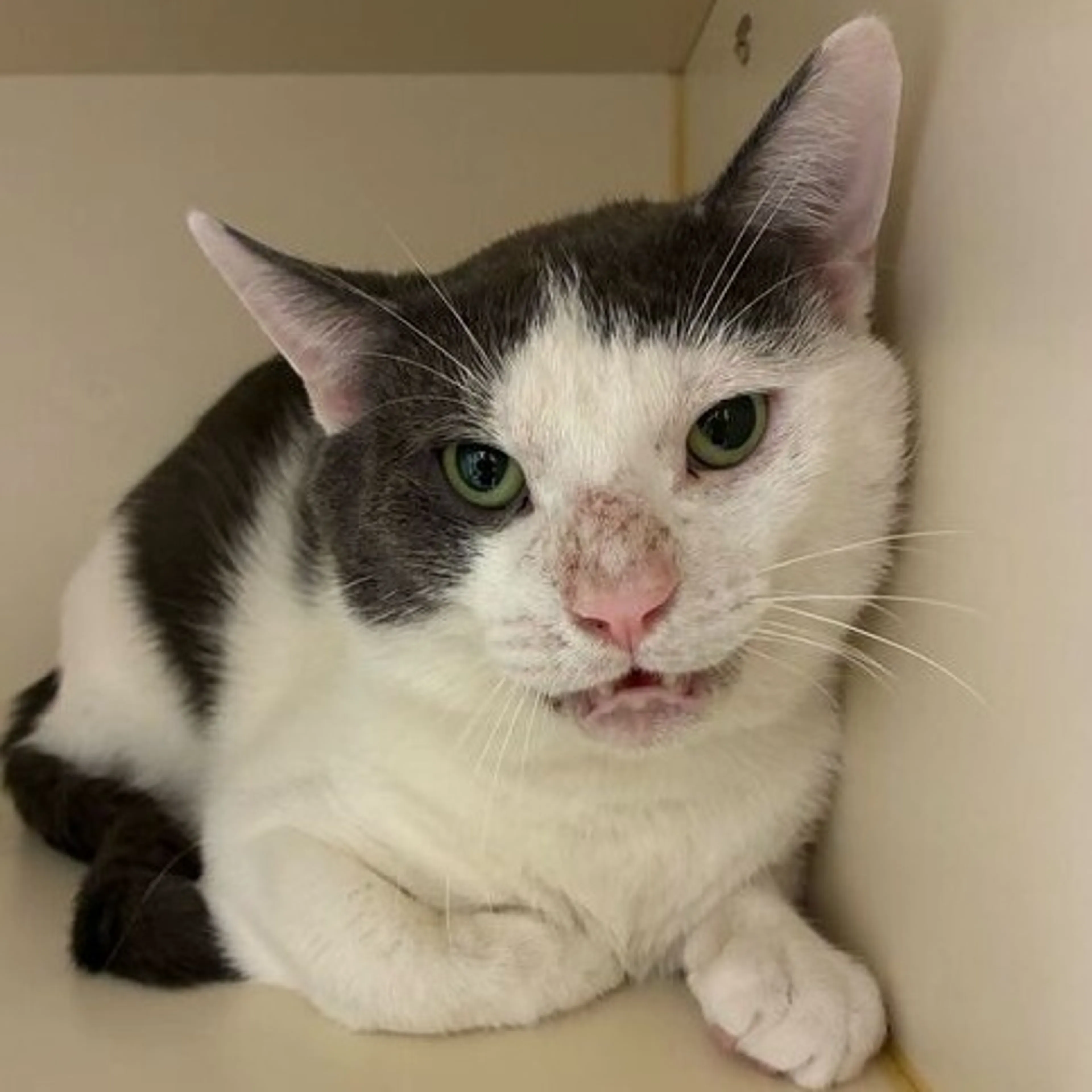 Found pet-1