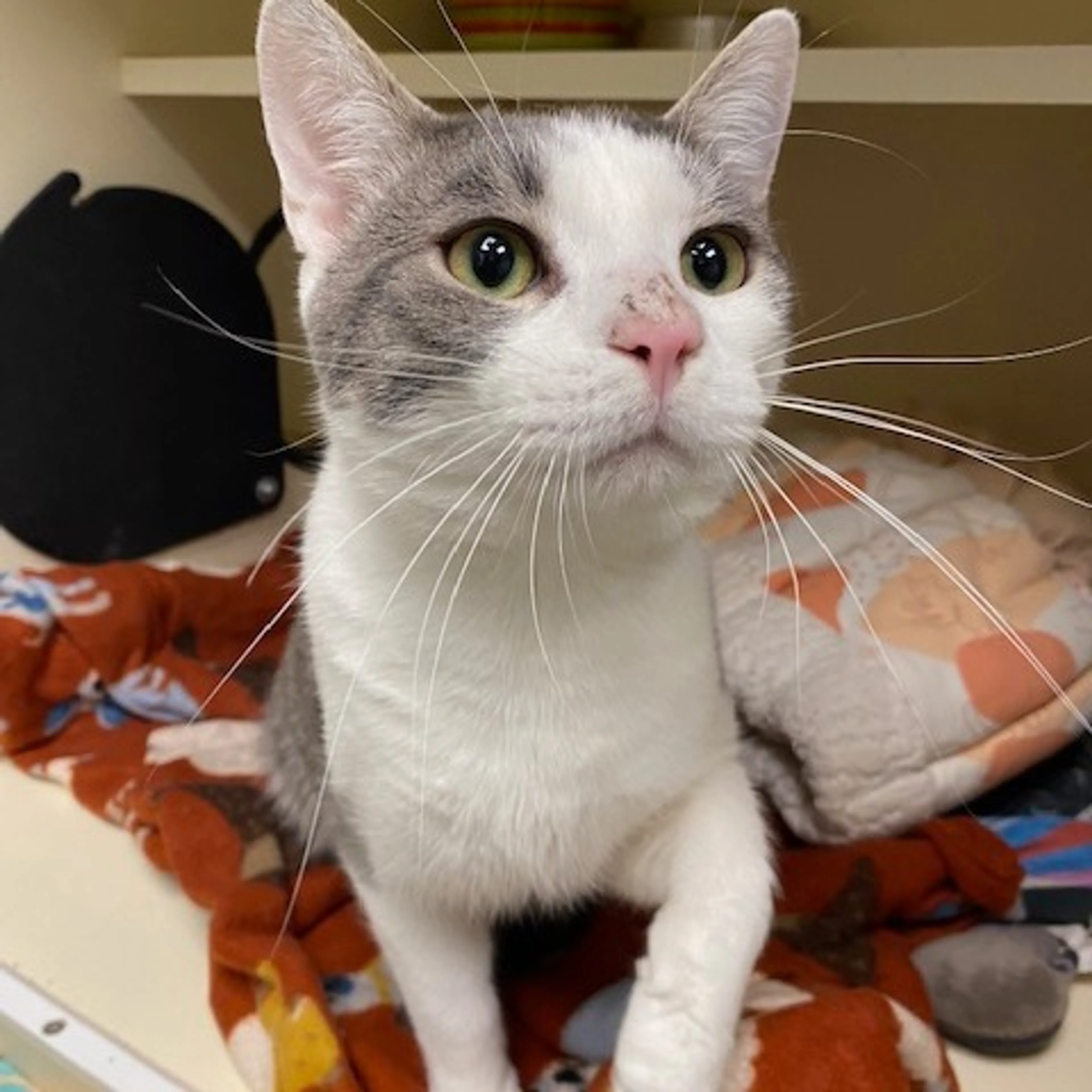Found pet-2