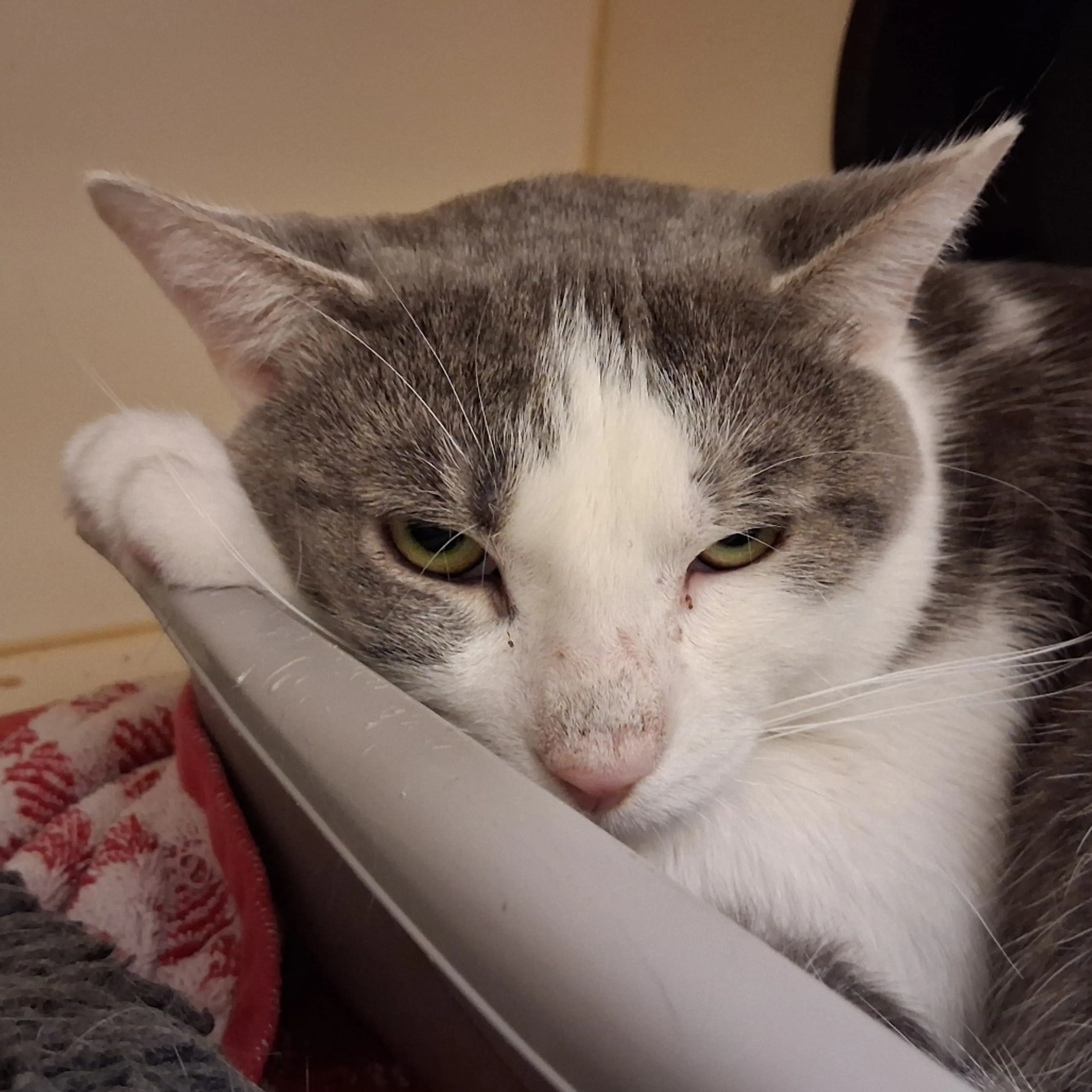 Found pet-1