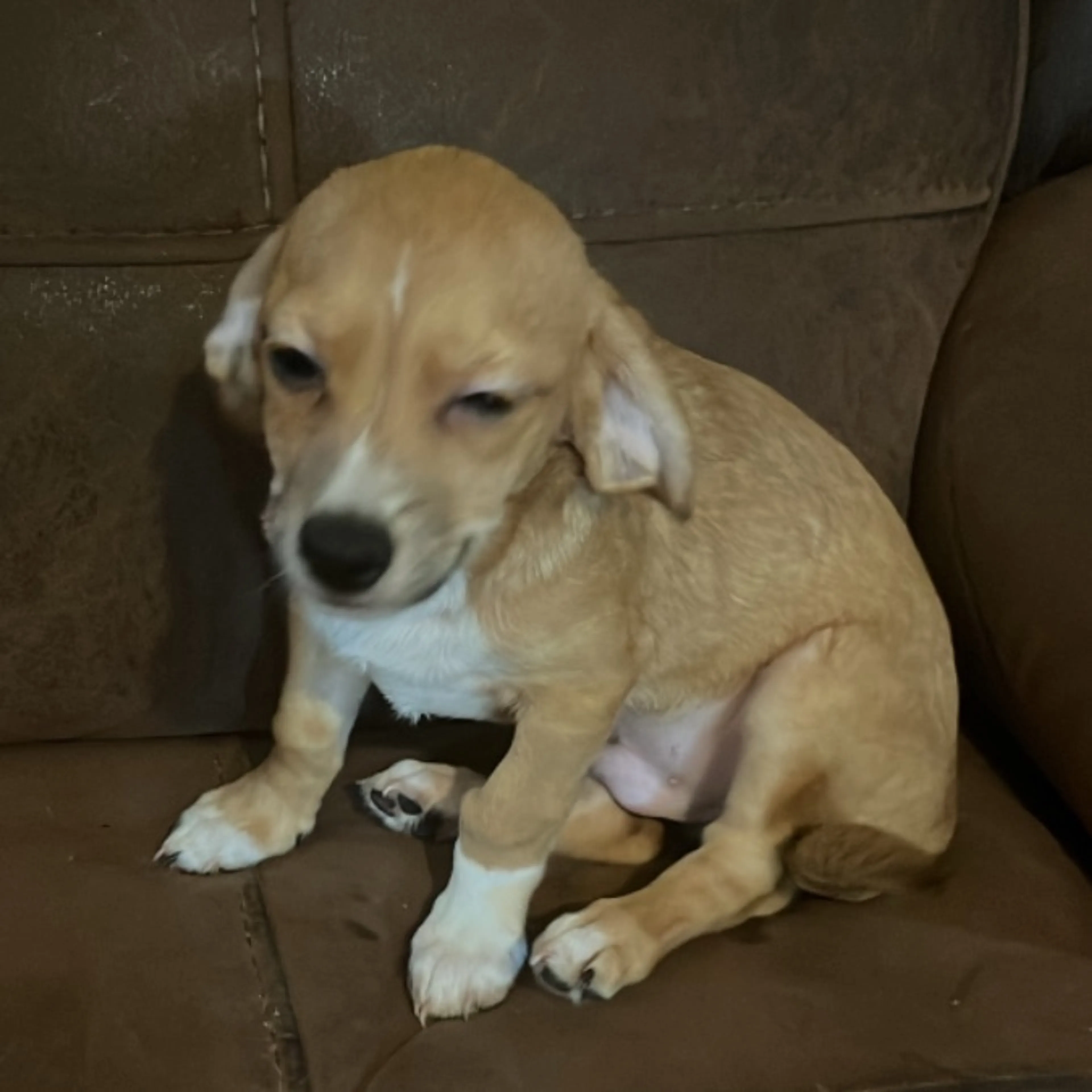 Found pet