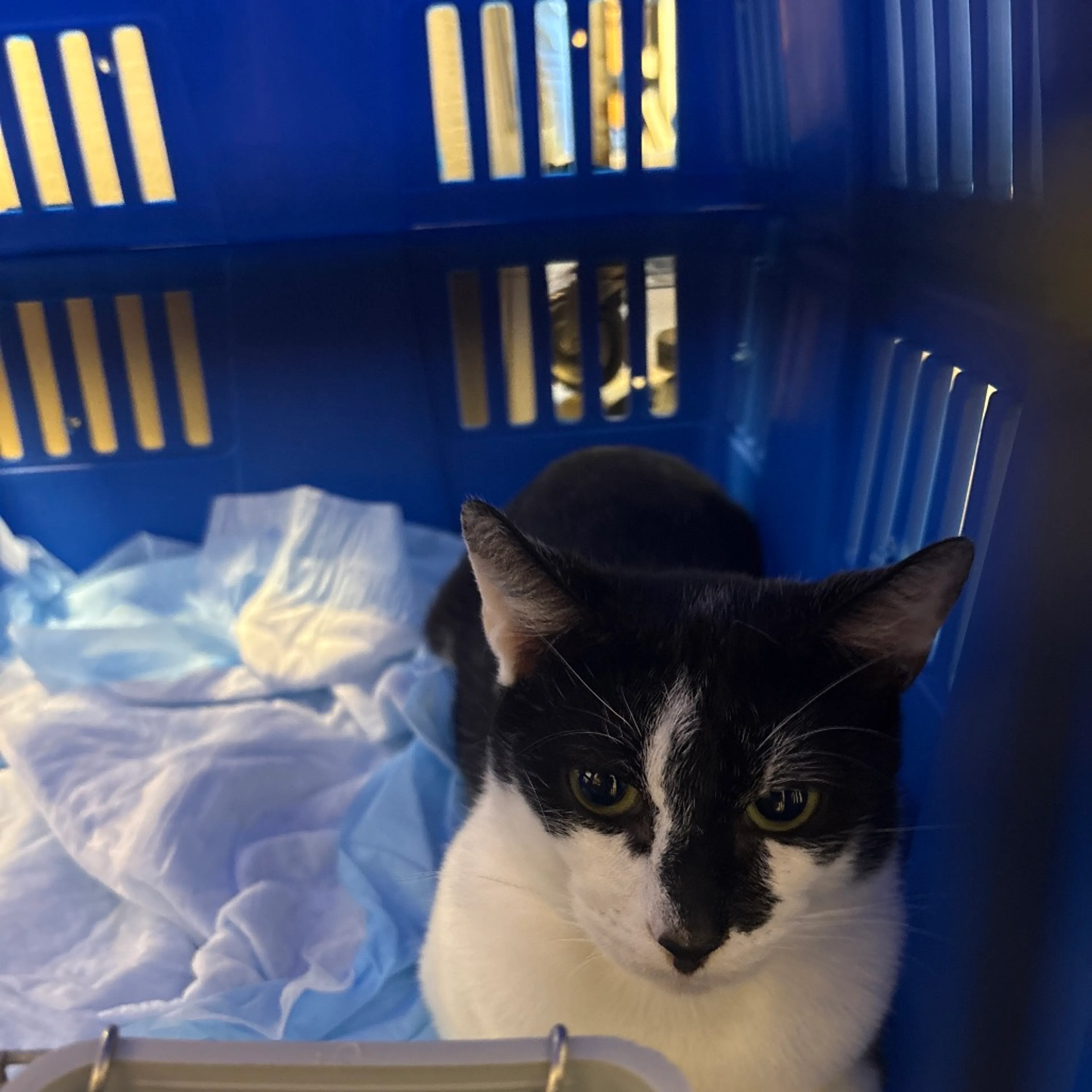 Found pet-1