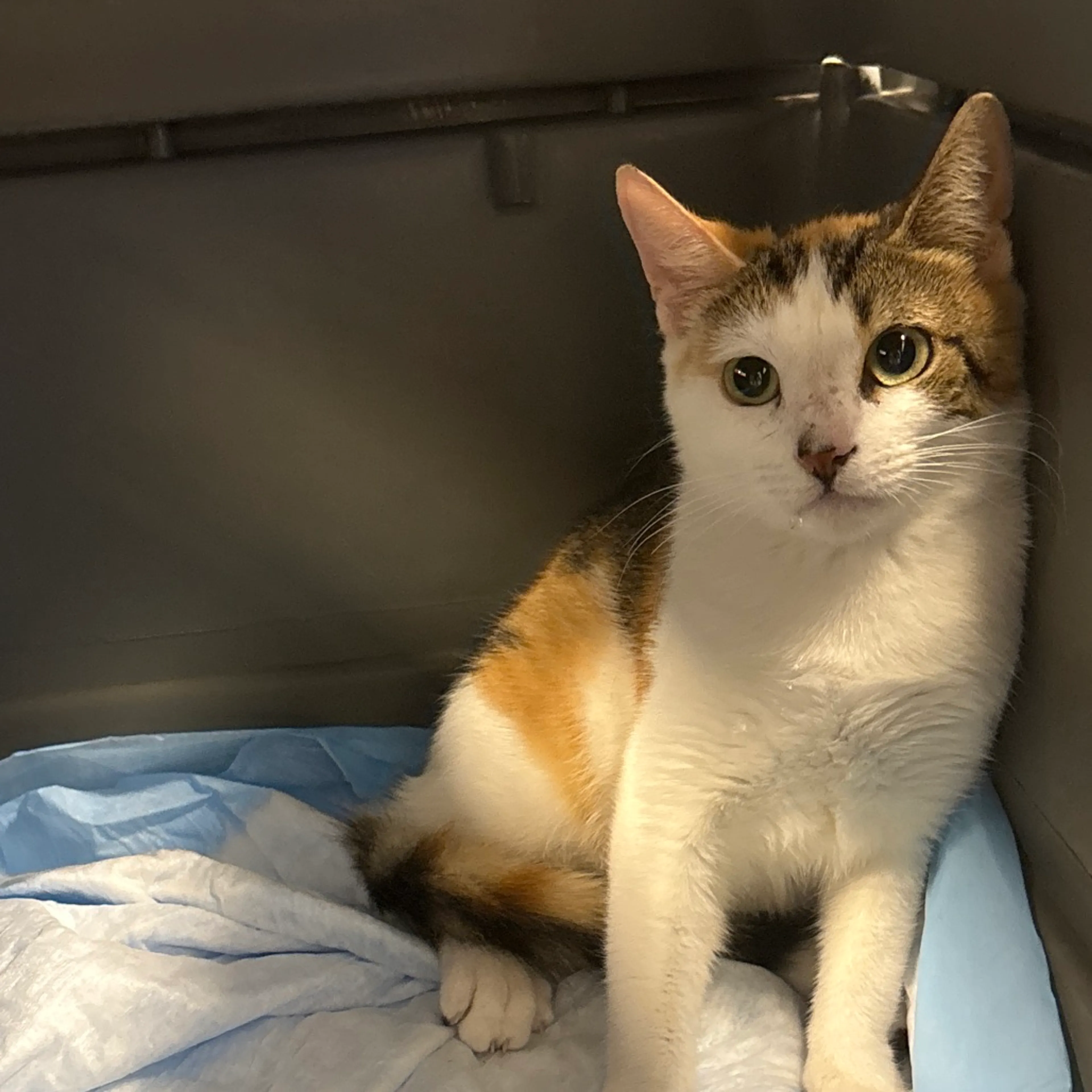 Found pet-1