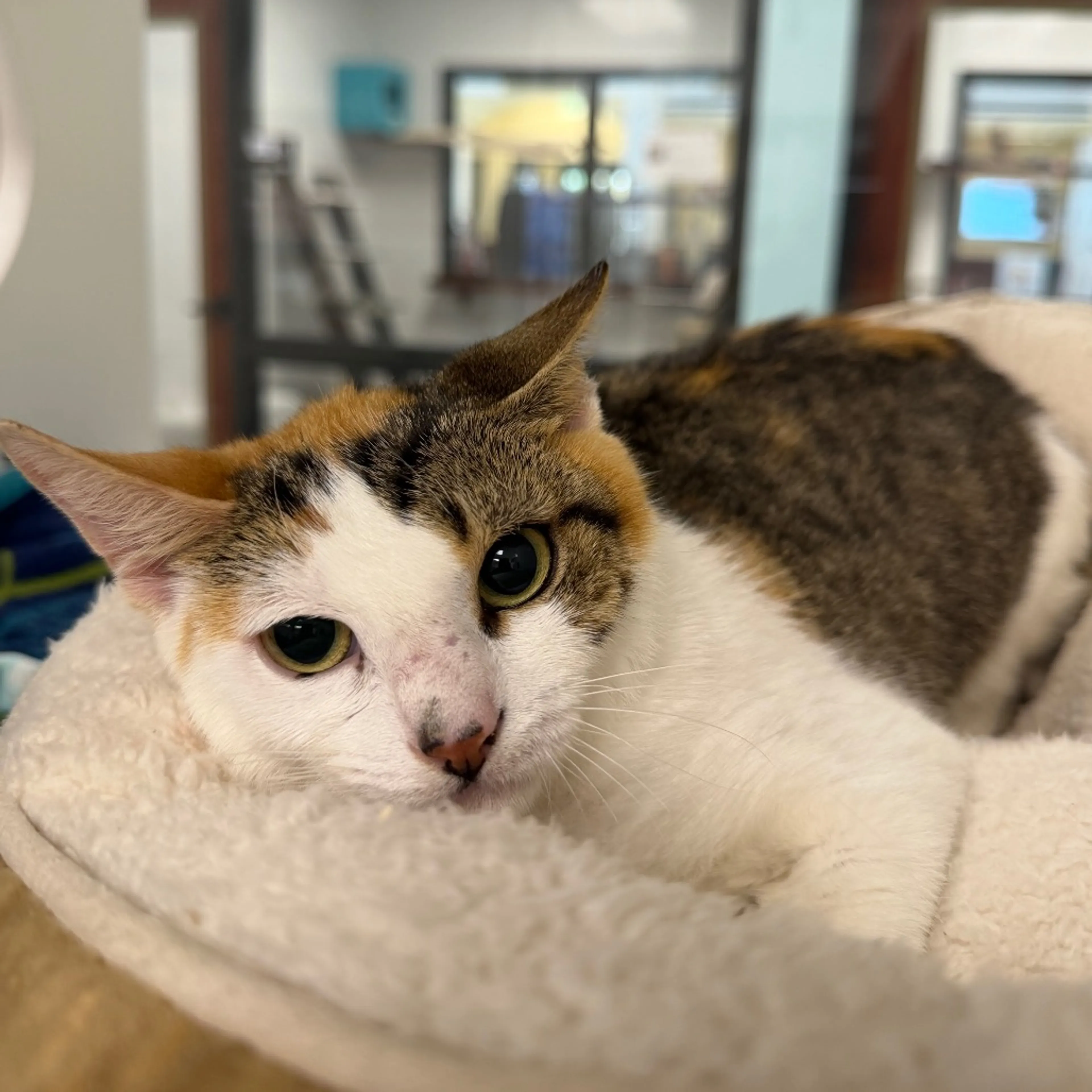 Found pet-2