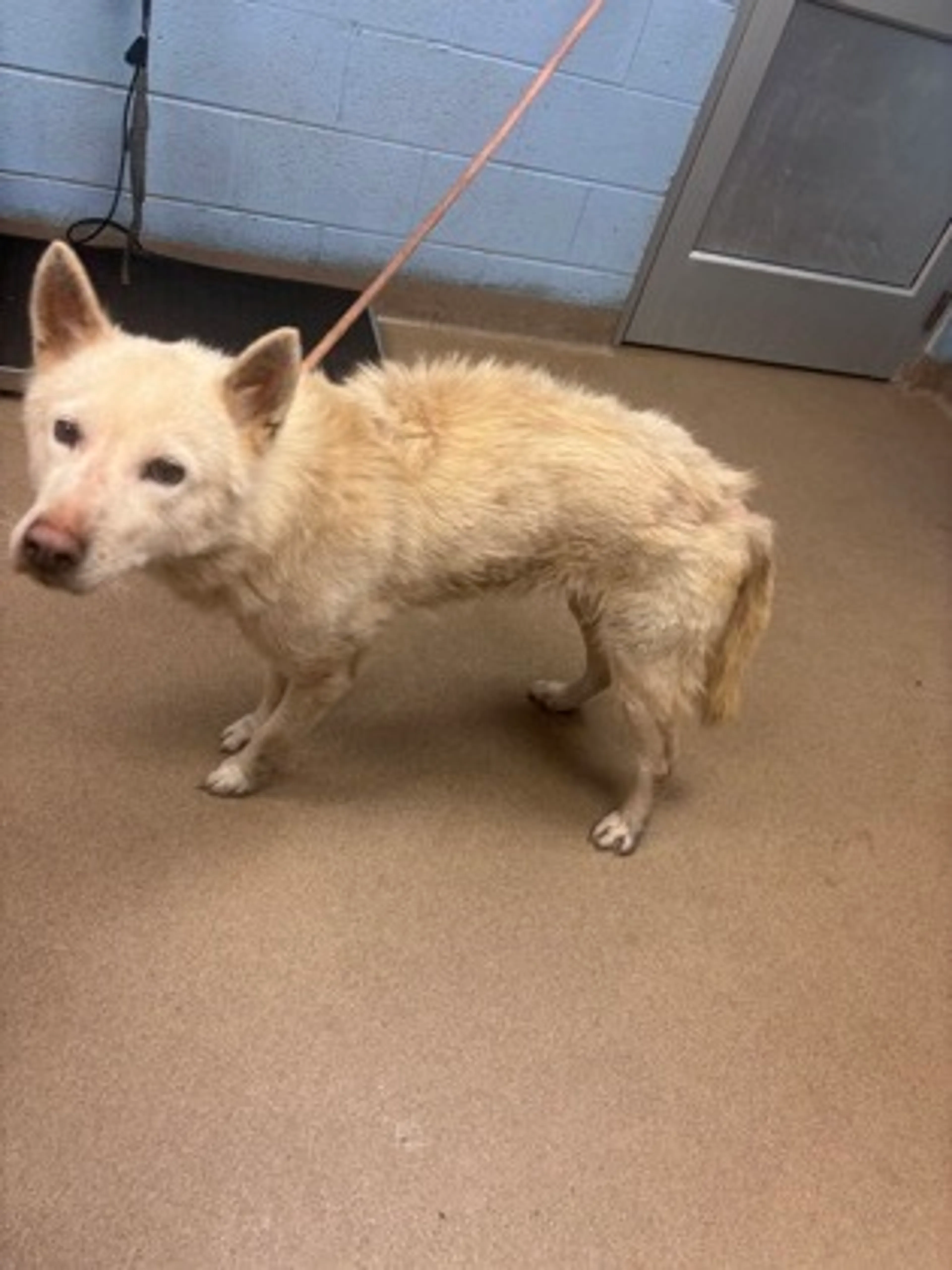 Found pet