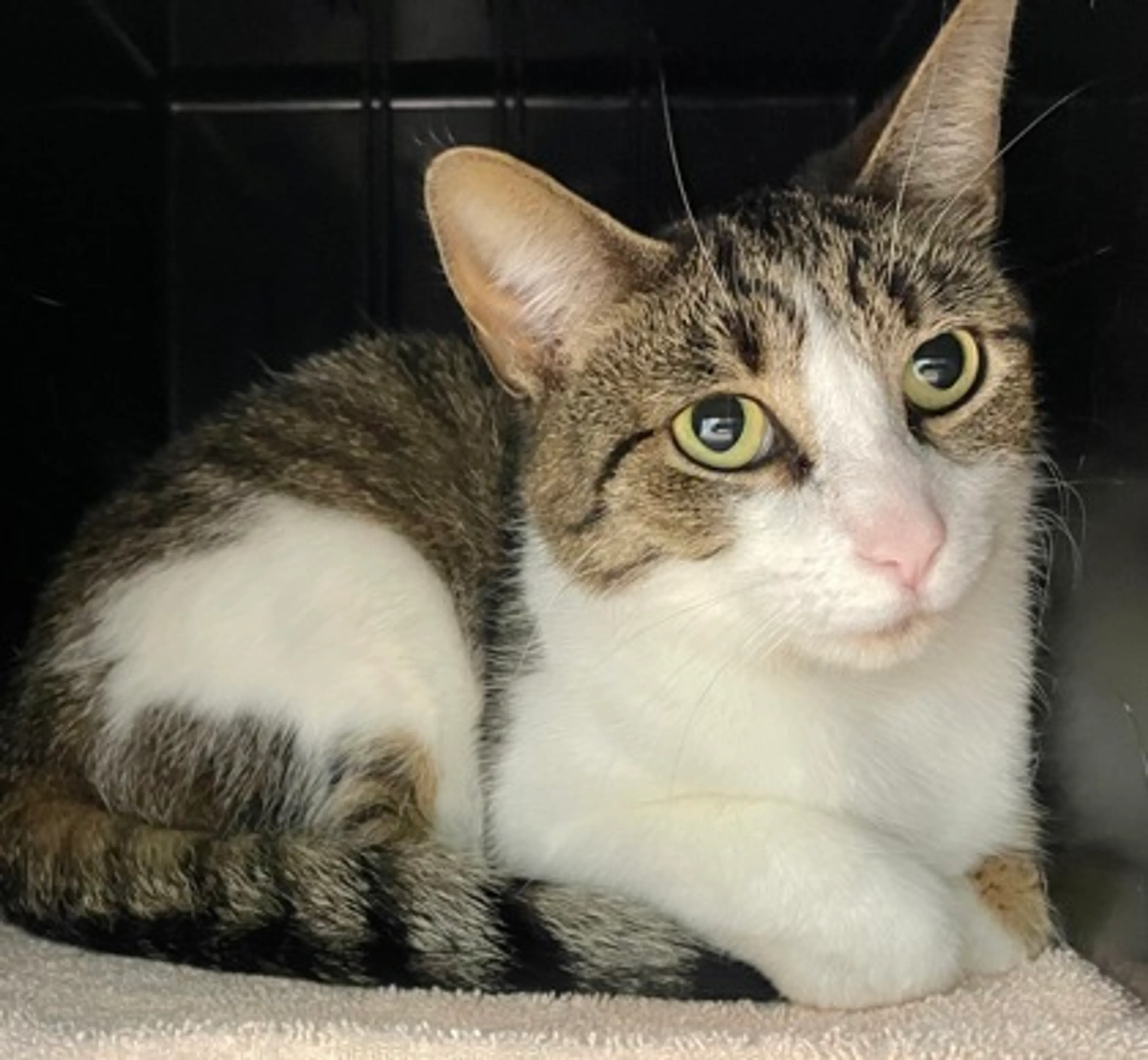 Found pet-2