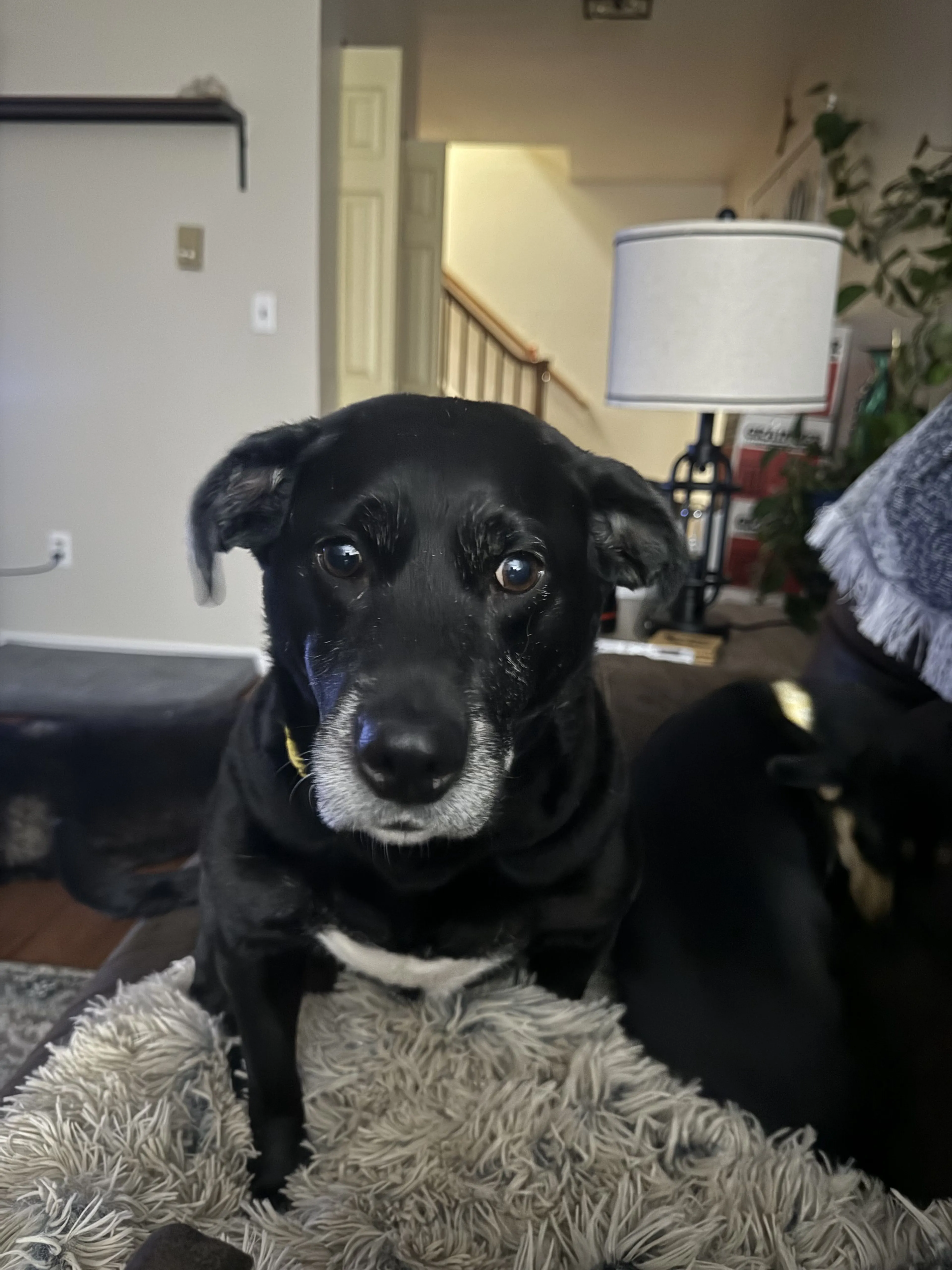 Lost pet