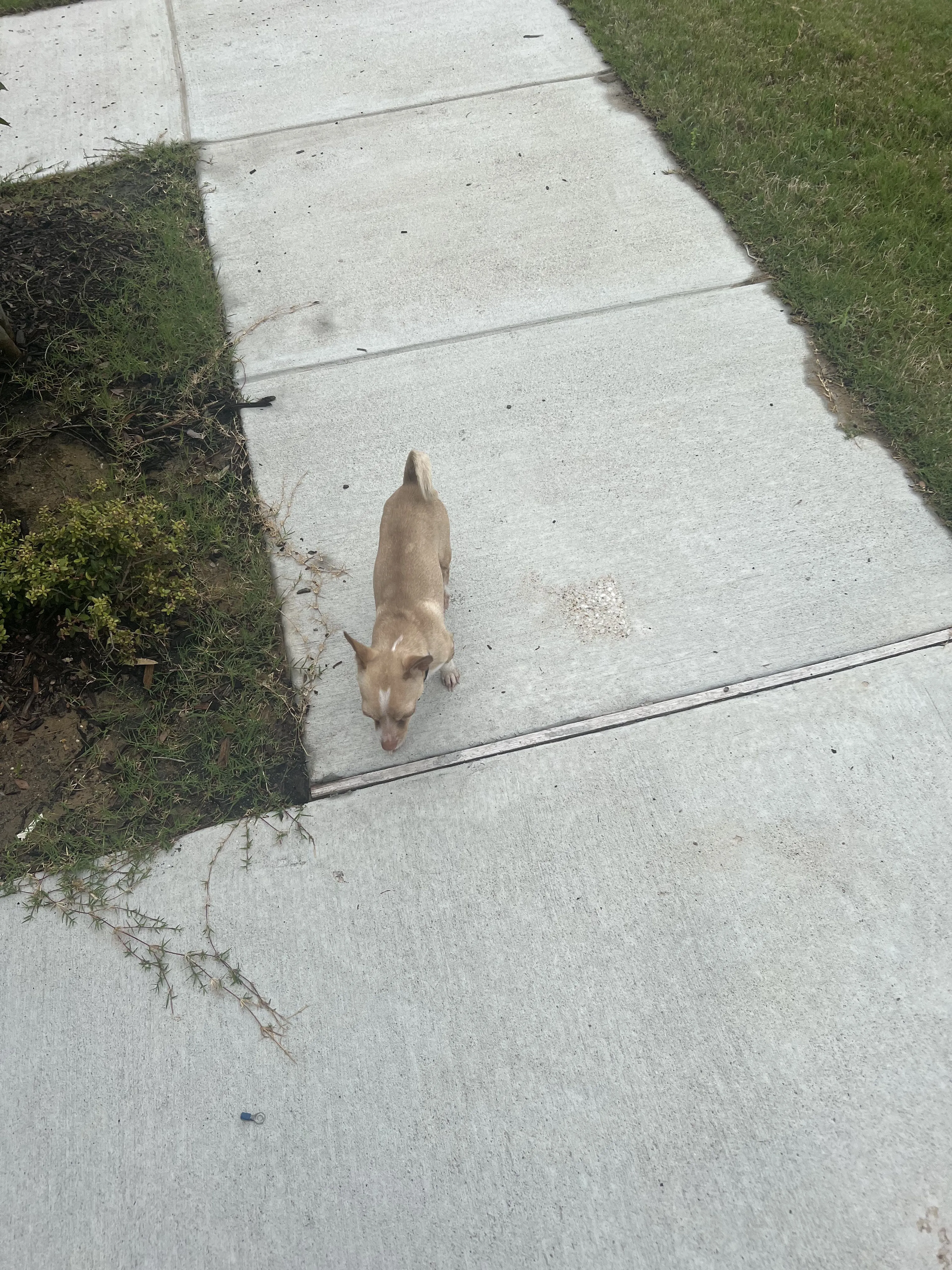 Lost pet