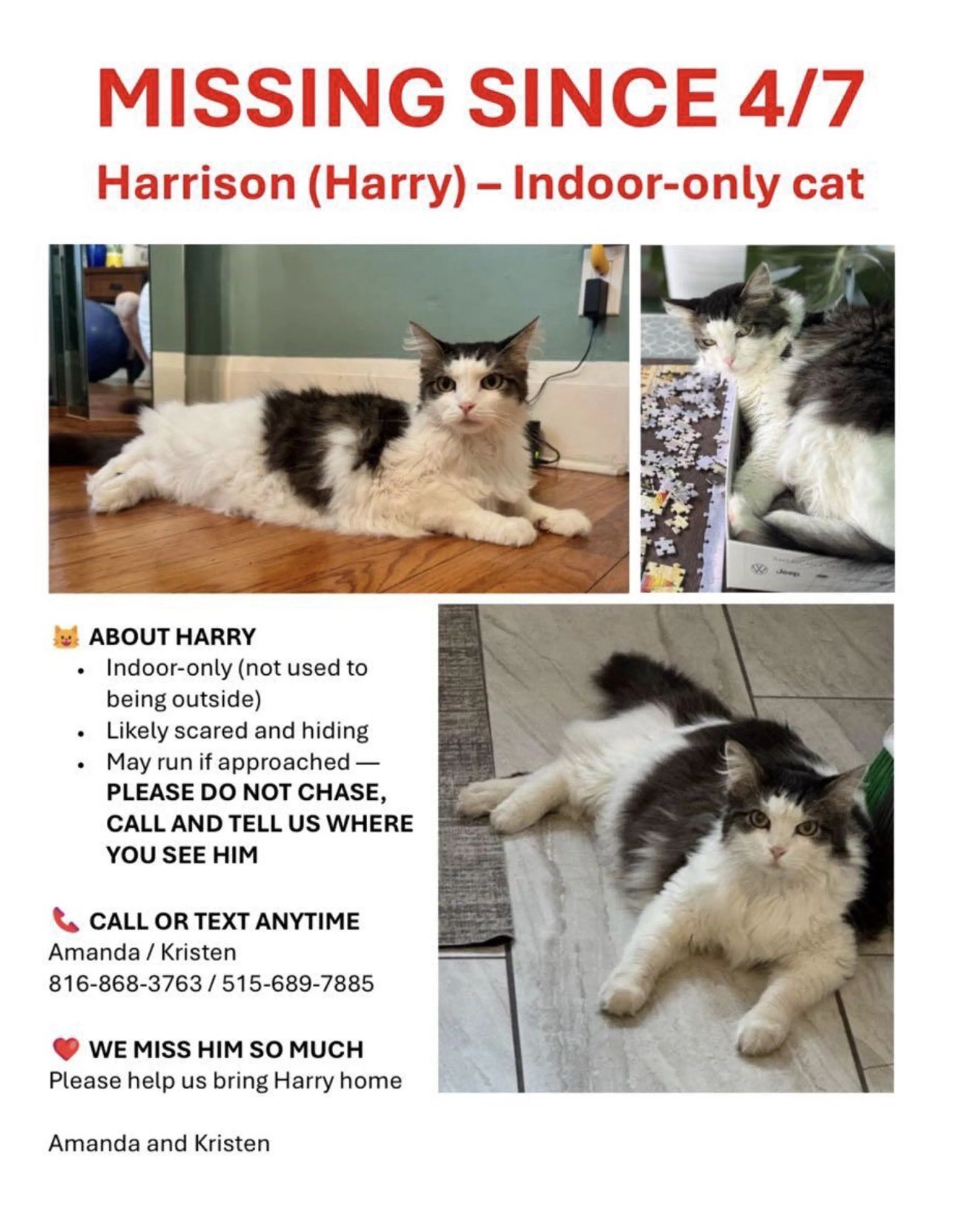 Lost pet