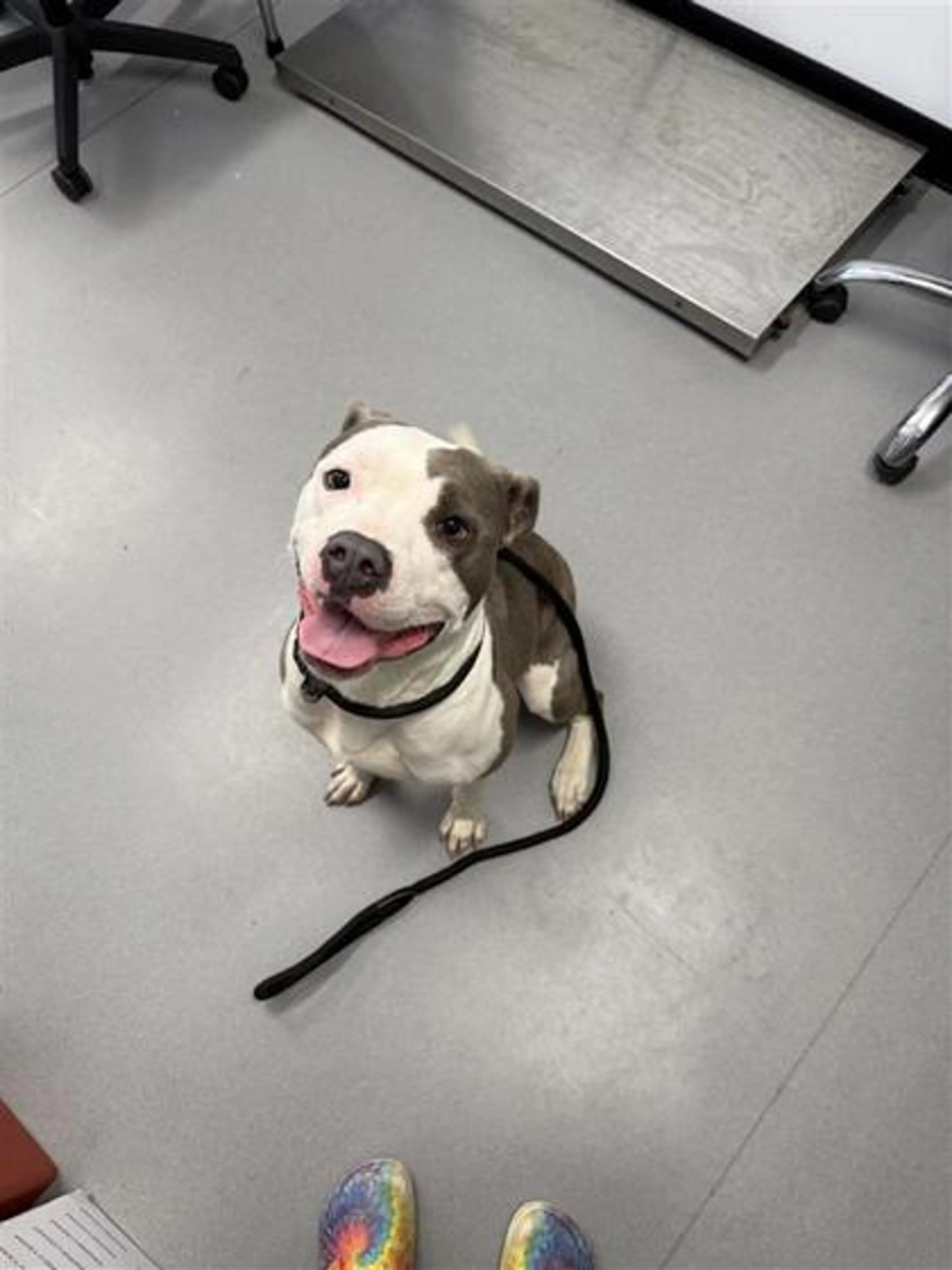 Found pet