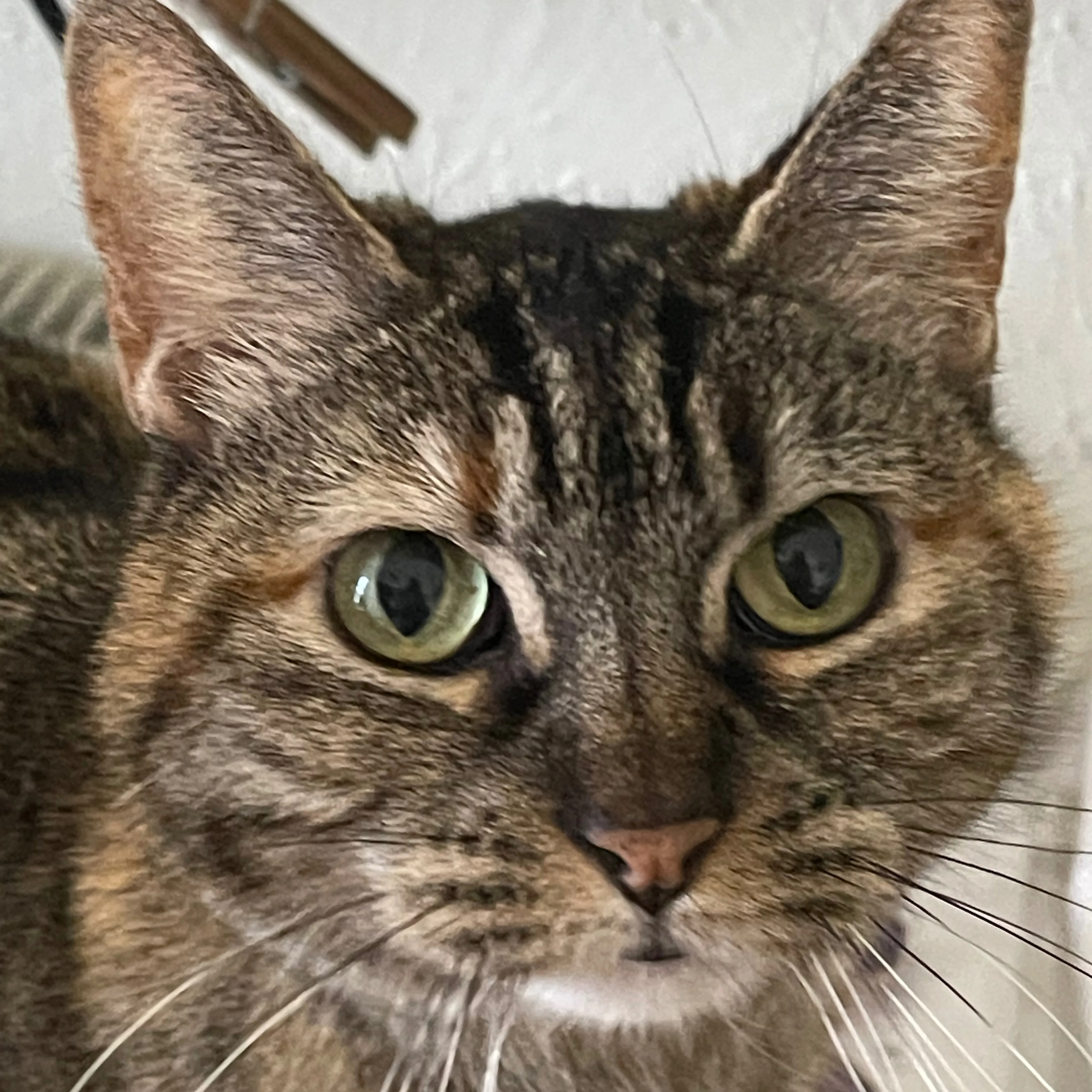 Lost pet-2