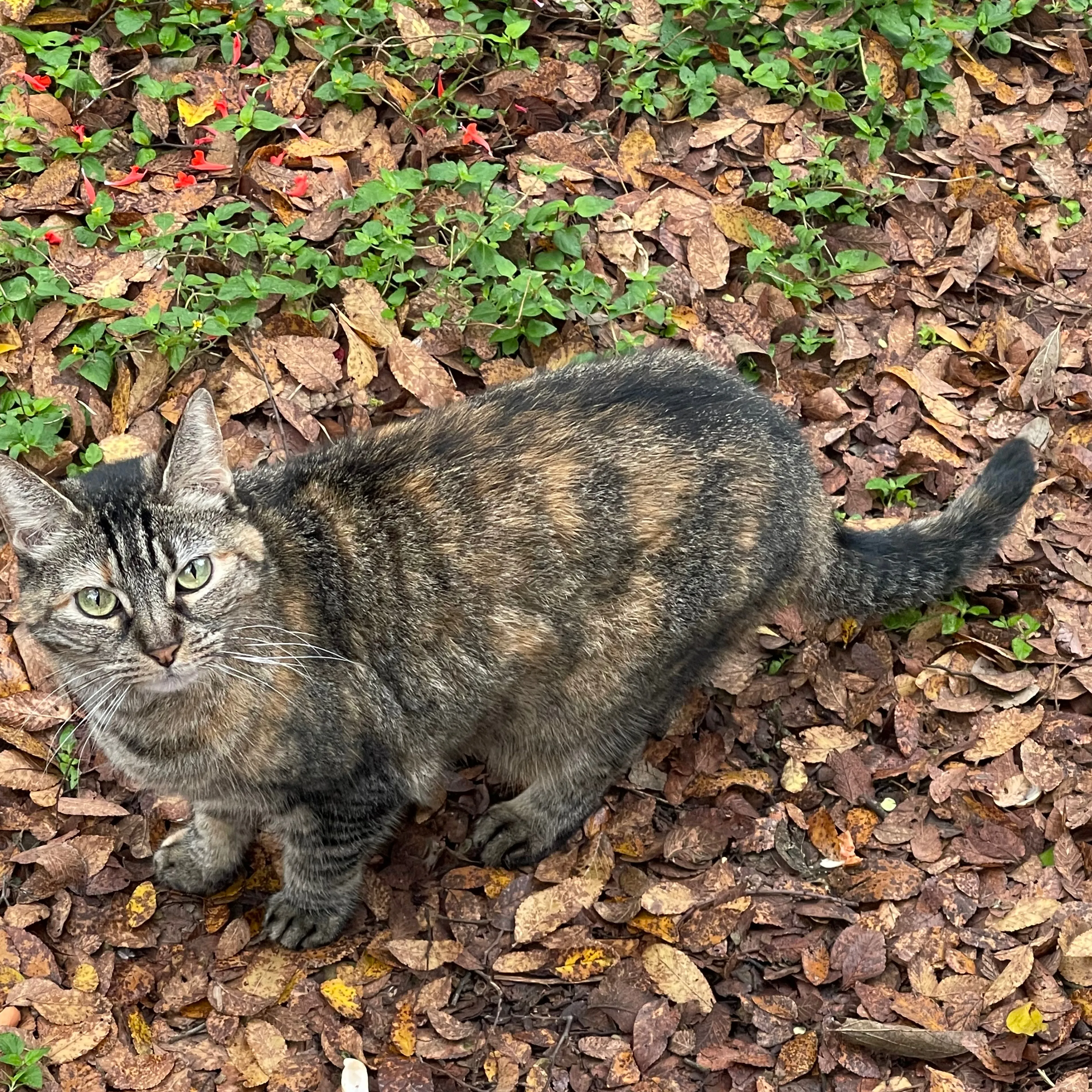 Lost pet-1