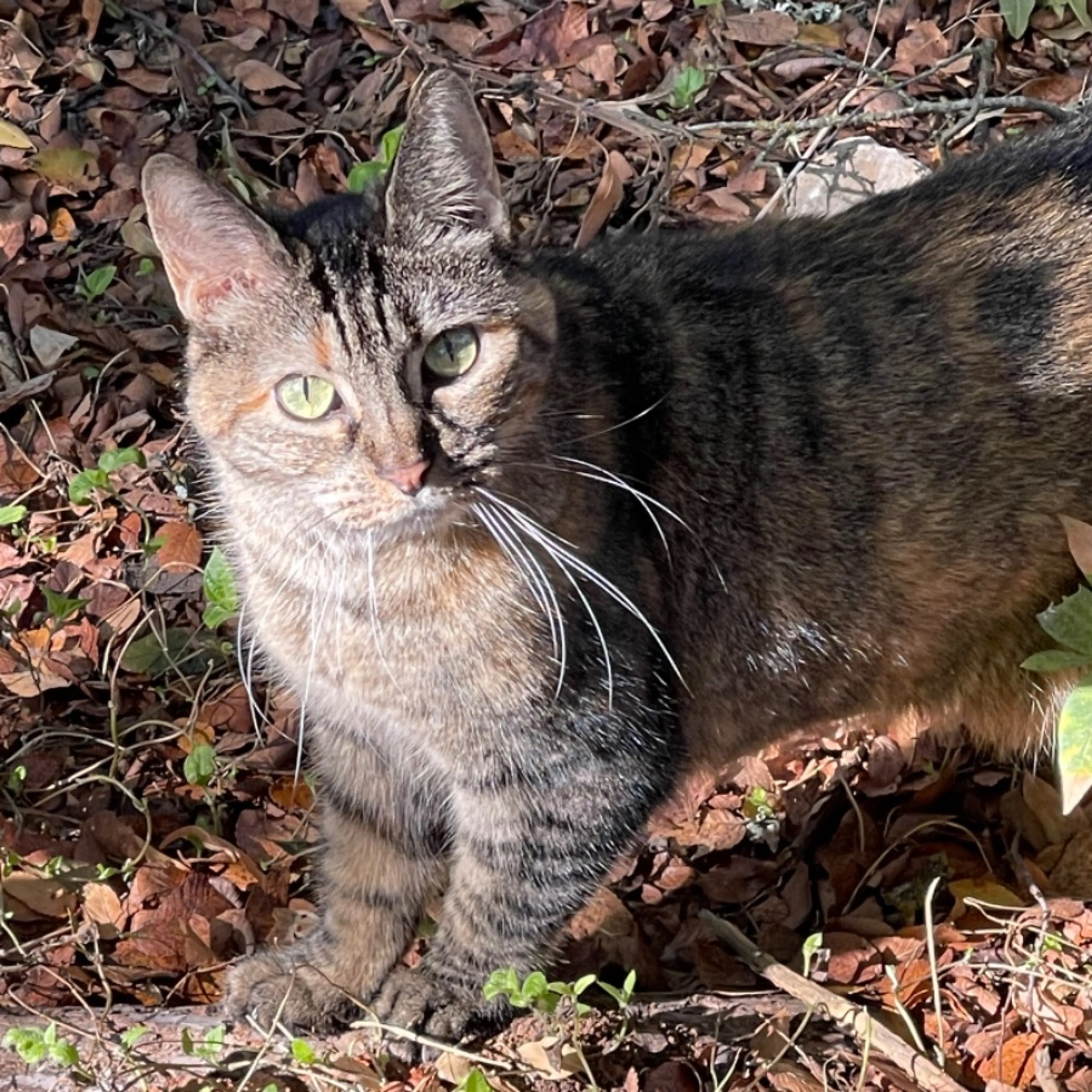 Lost pet-0