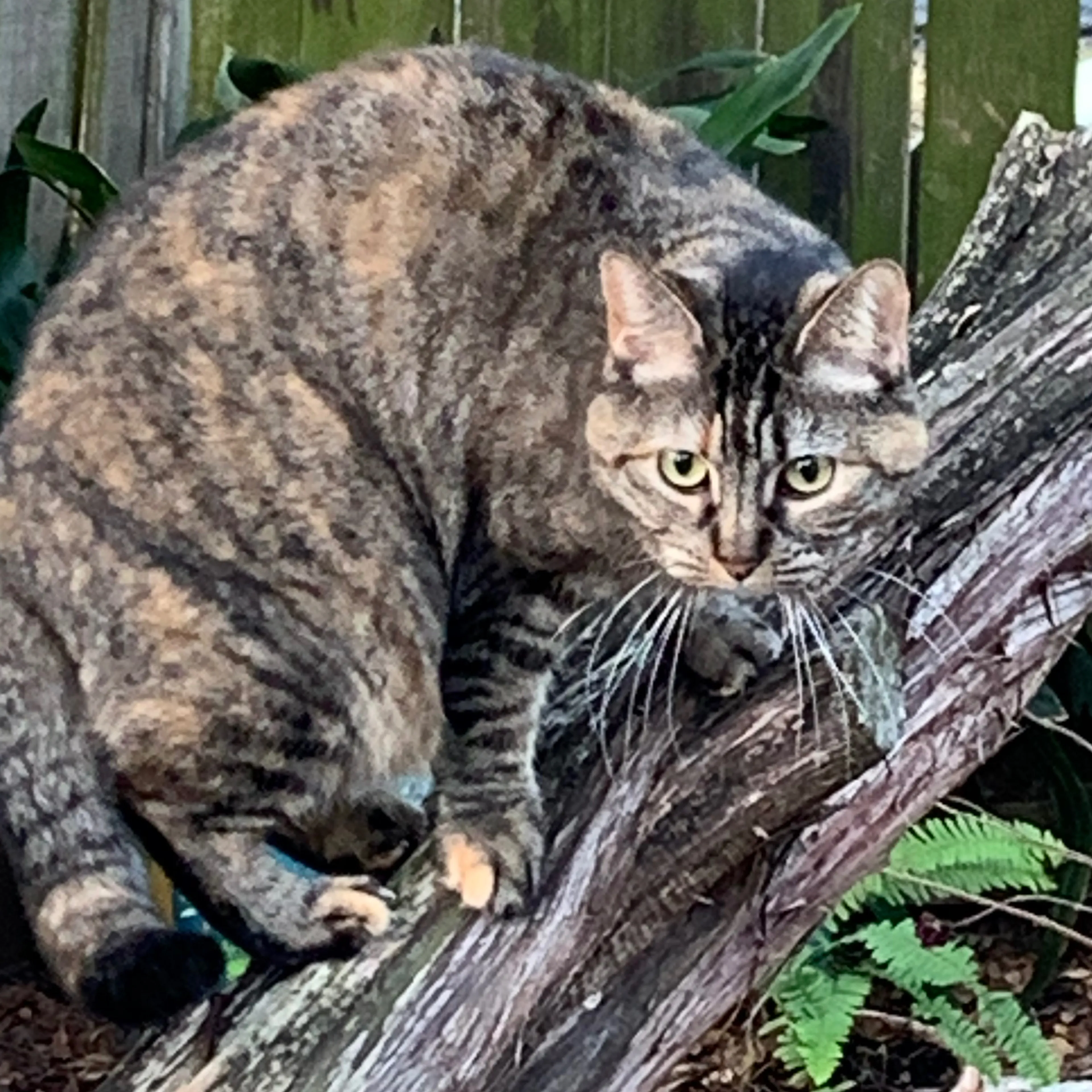 Lost pet-3