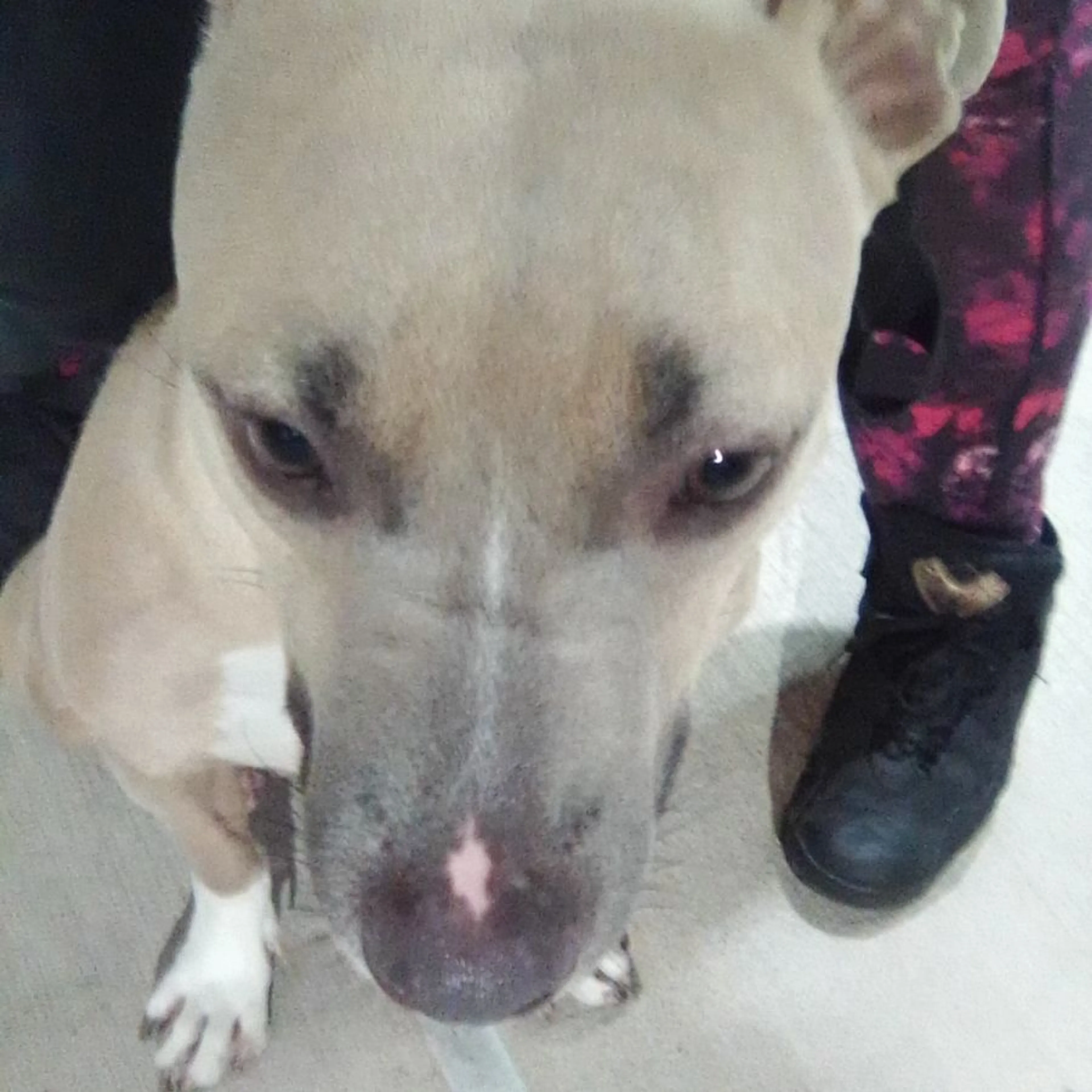 Lost pet-0