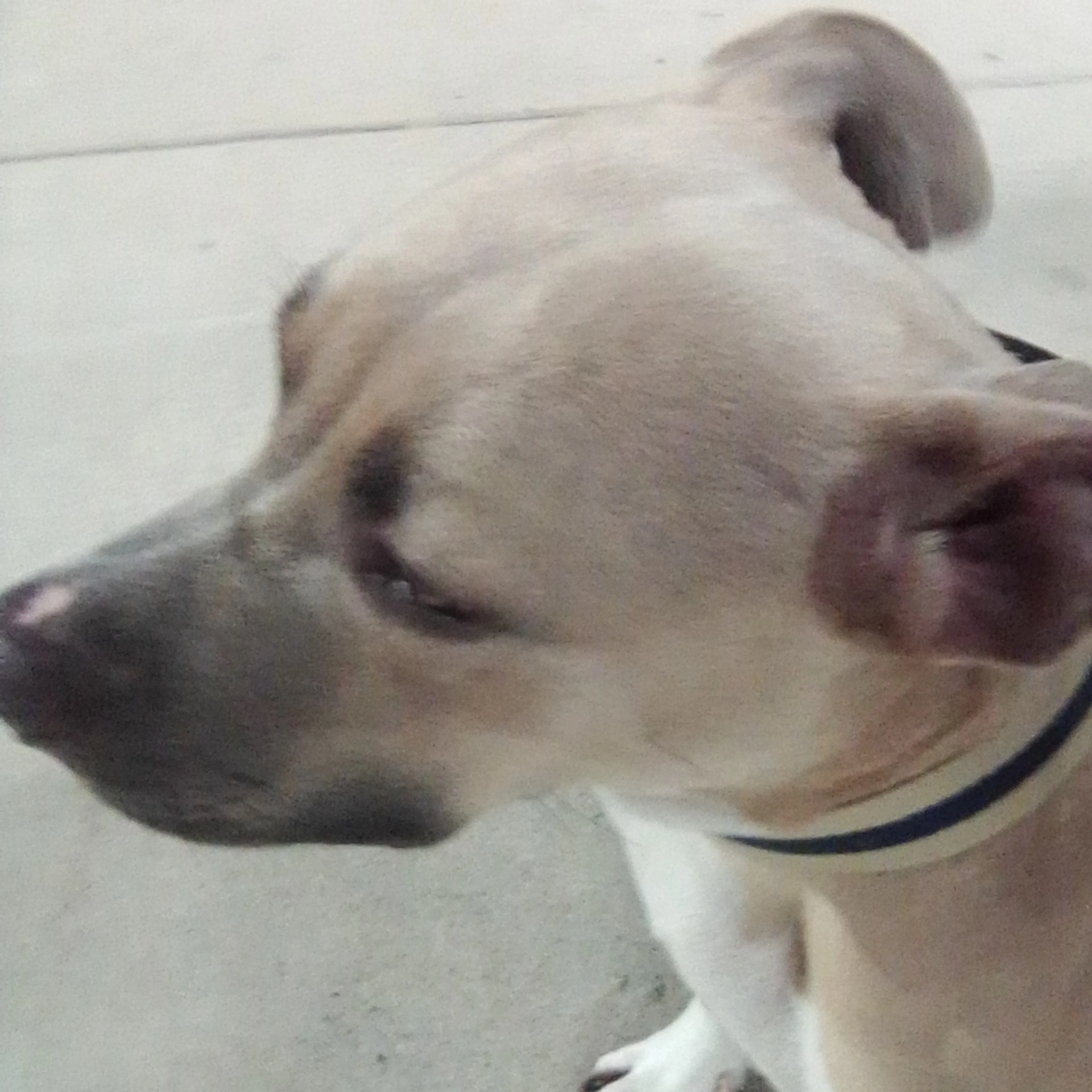 Lost pet-2