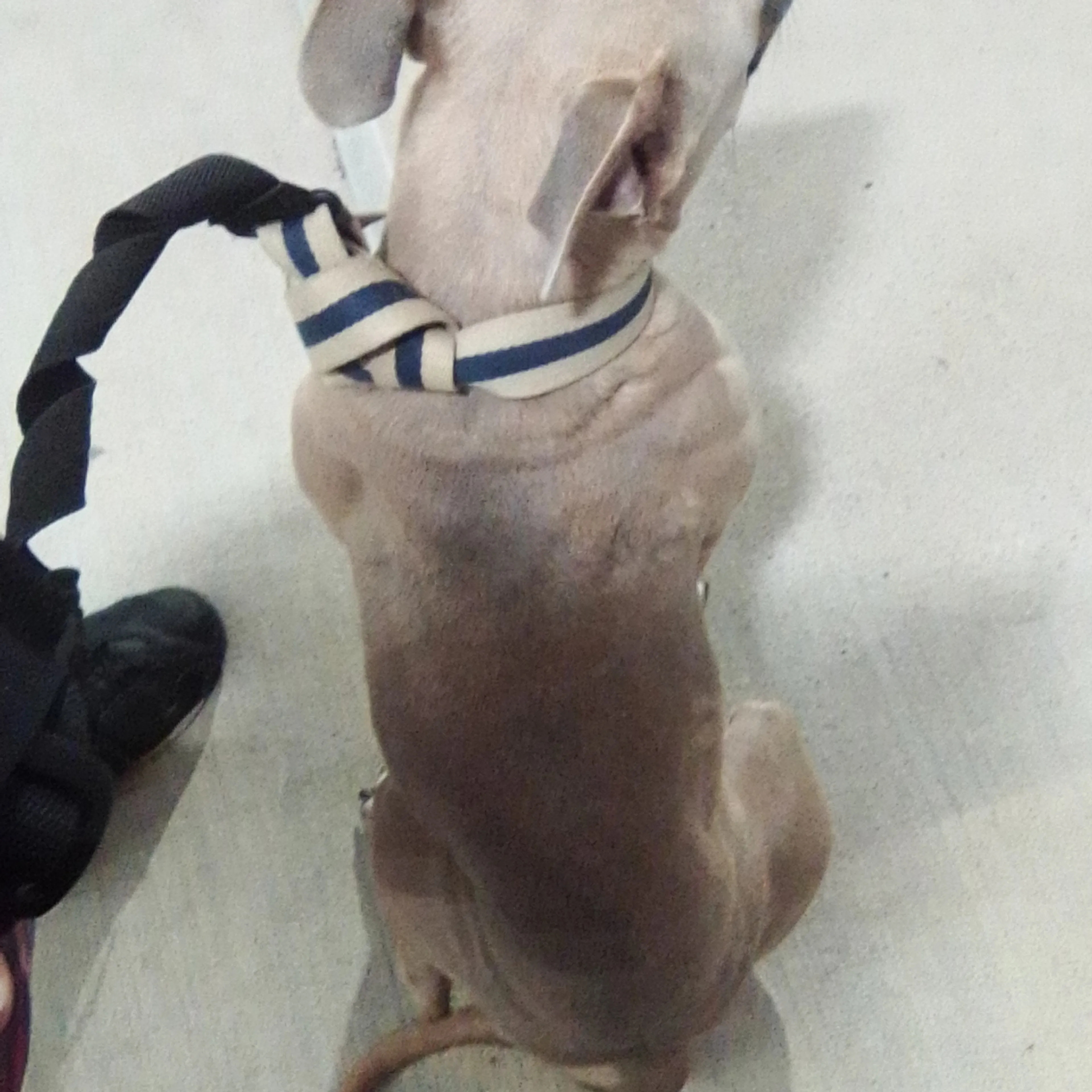 Lost pet-1