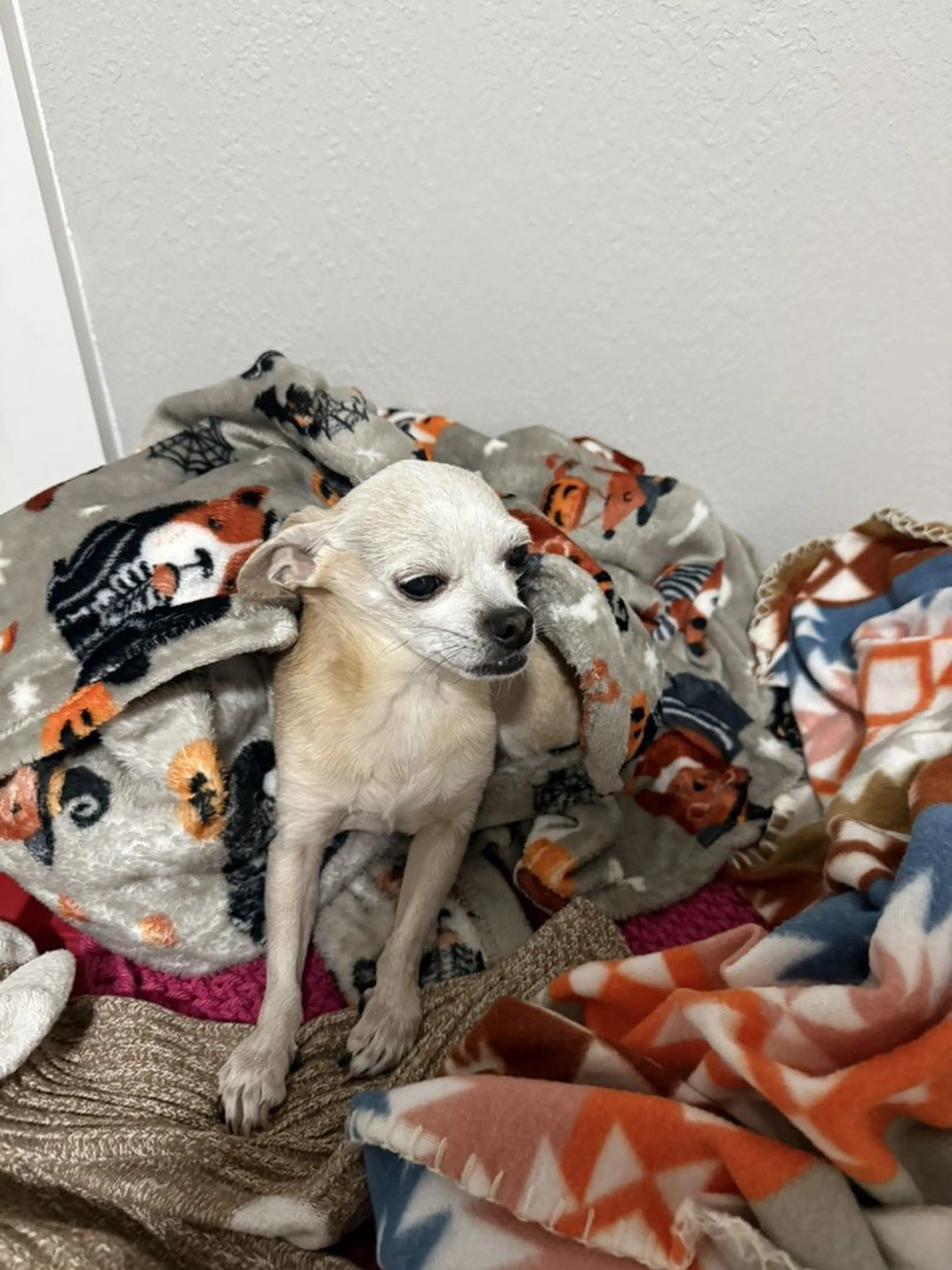 Lost pet-3