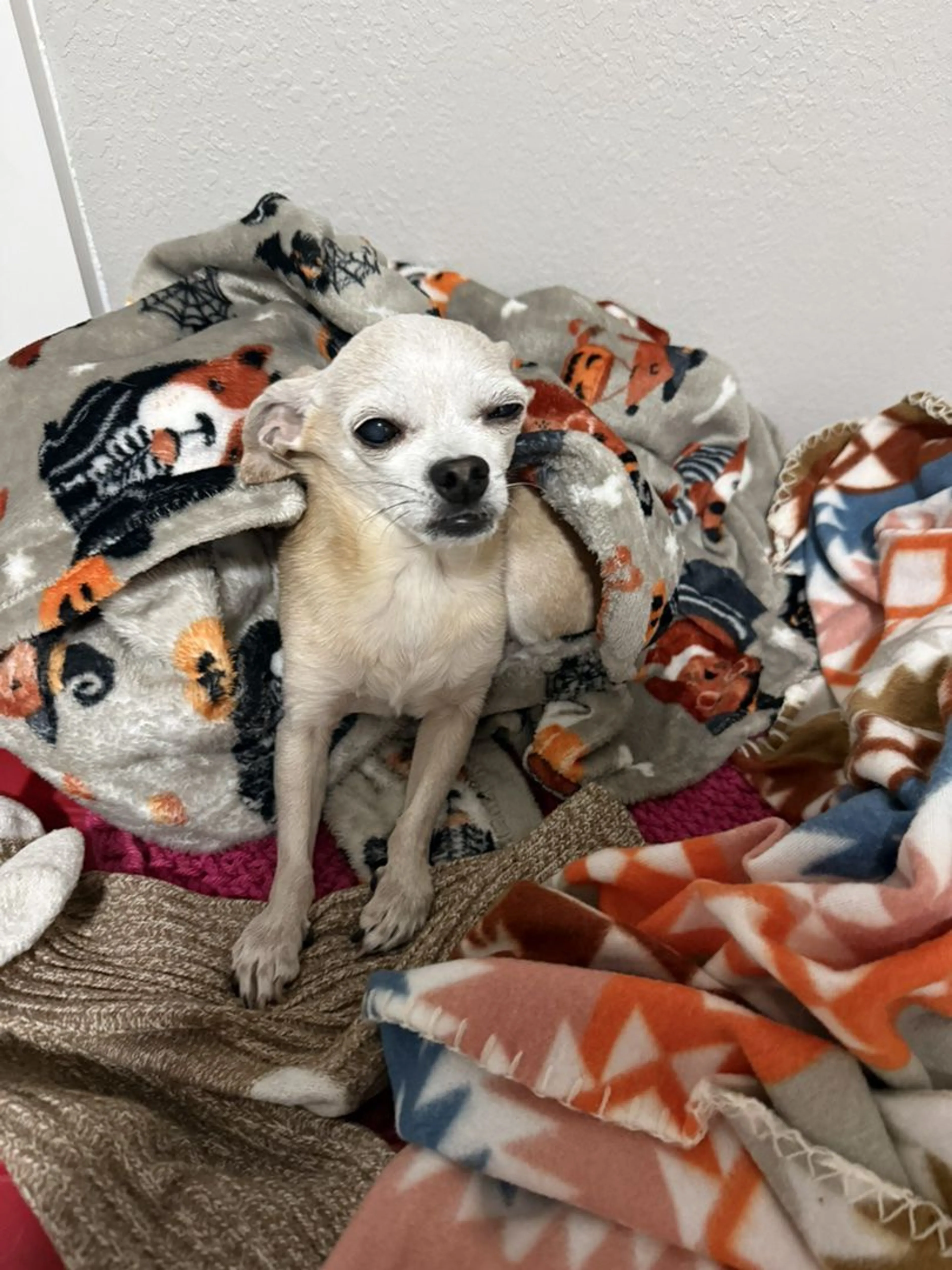 Lost pet-4