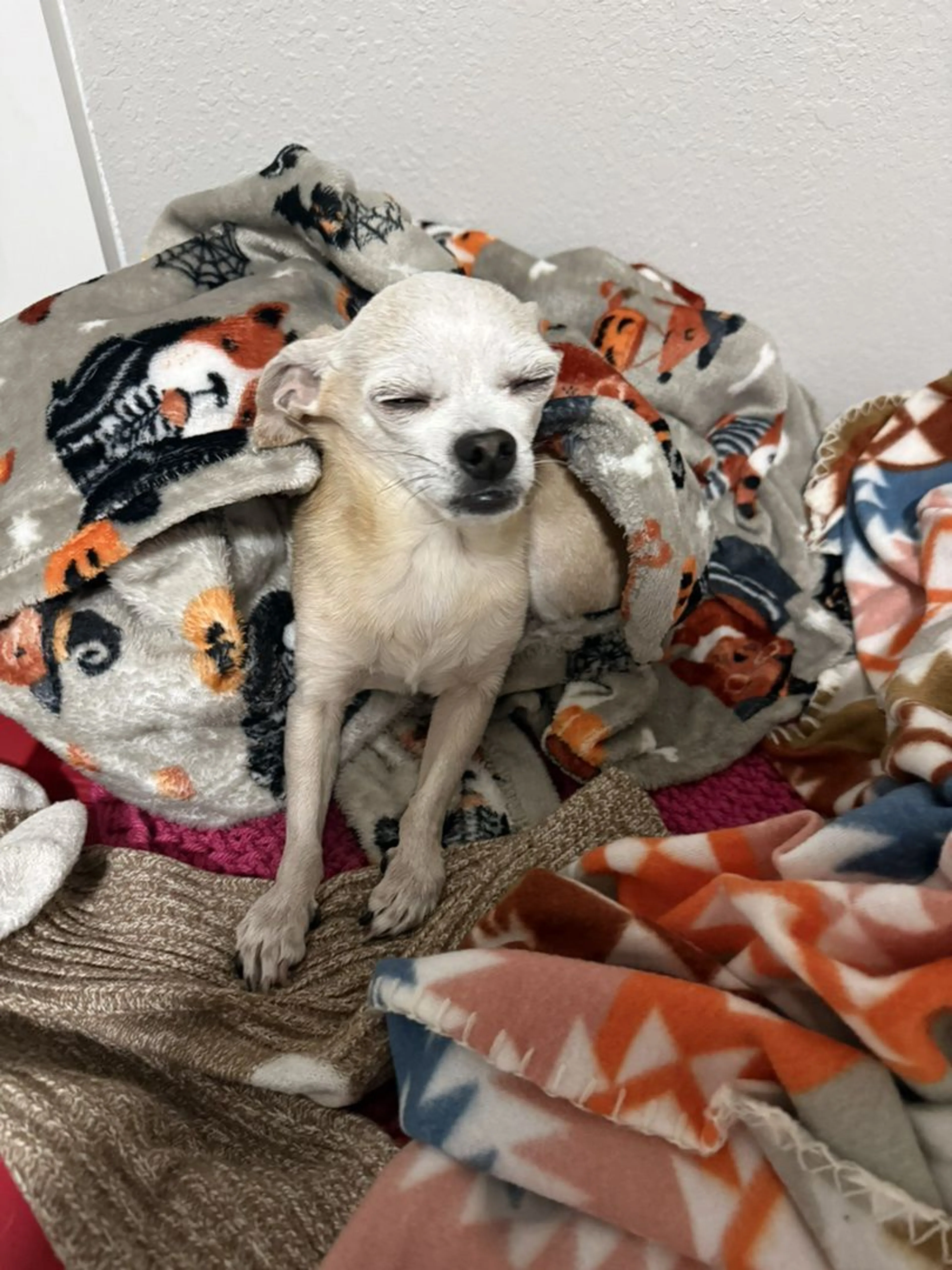 Lost pet-2