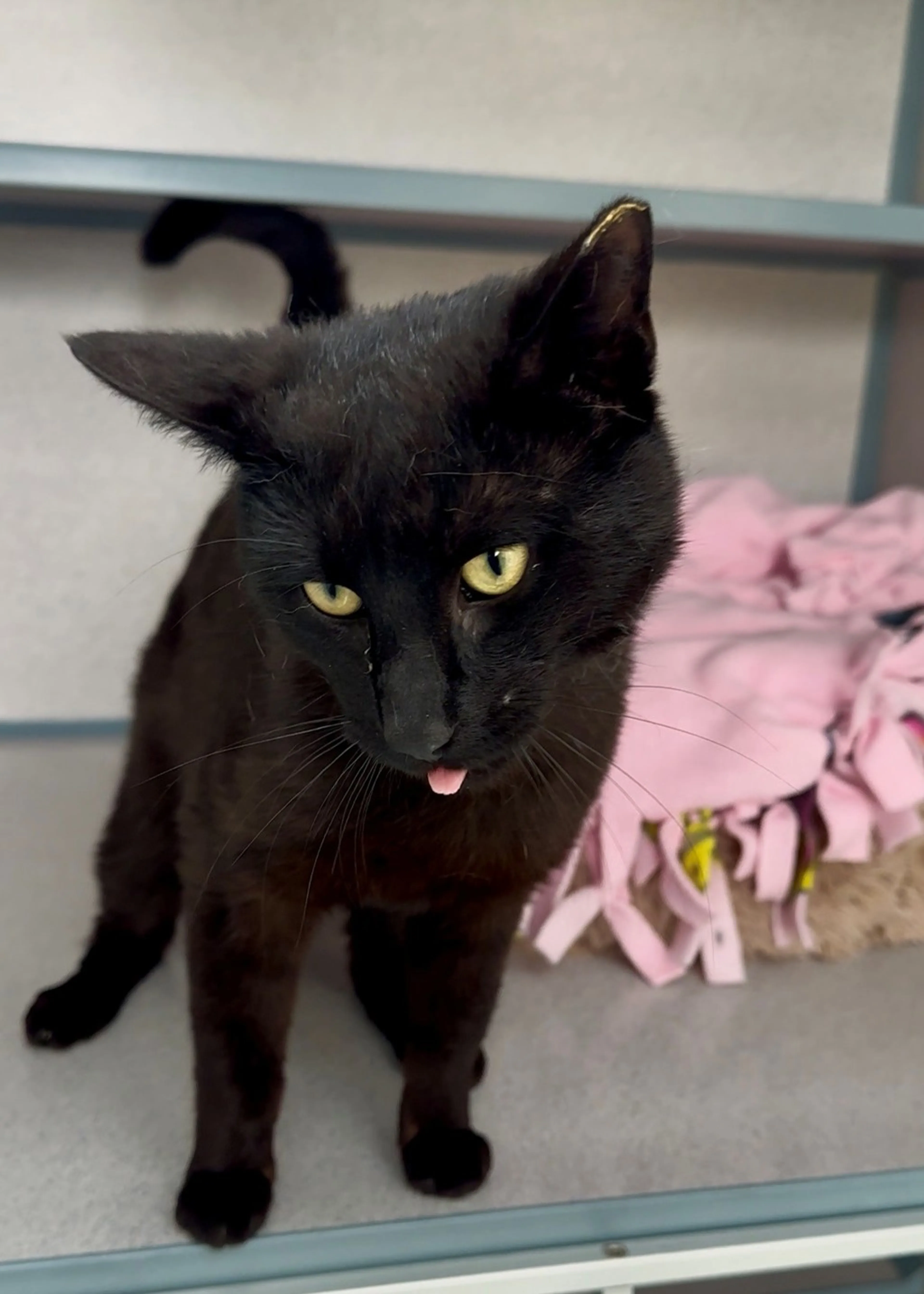 Found pet-2