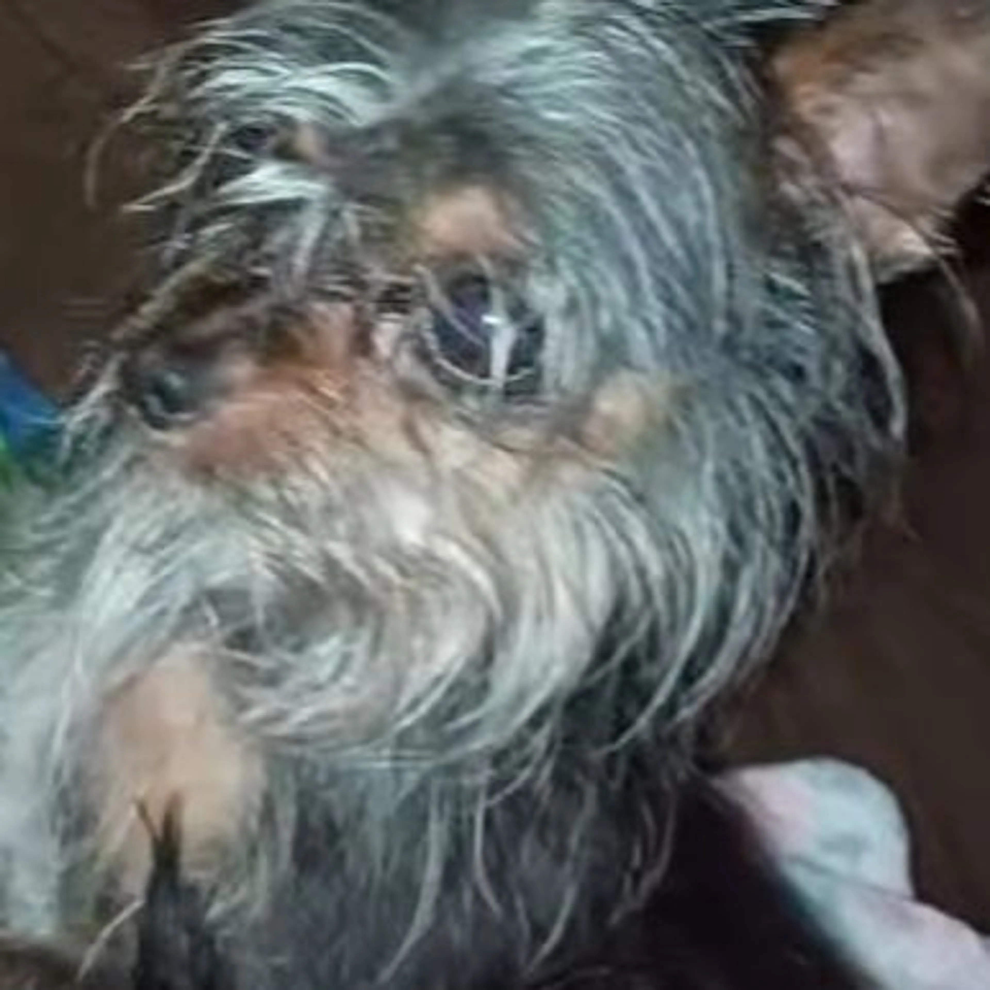 Lost pet