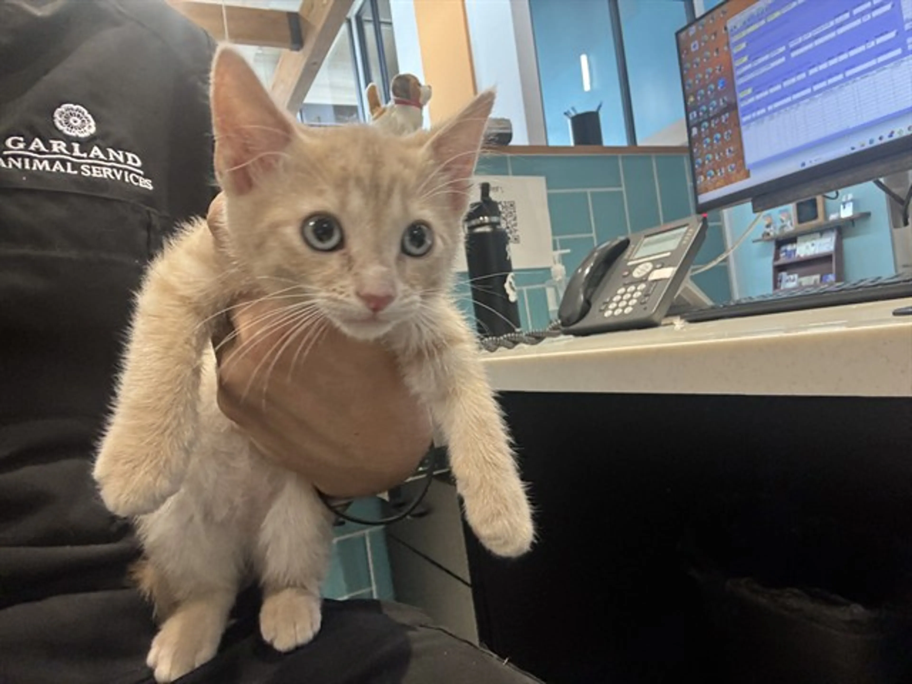 Found pet